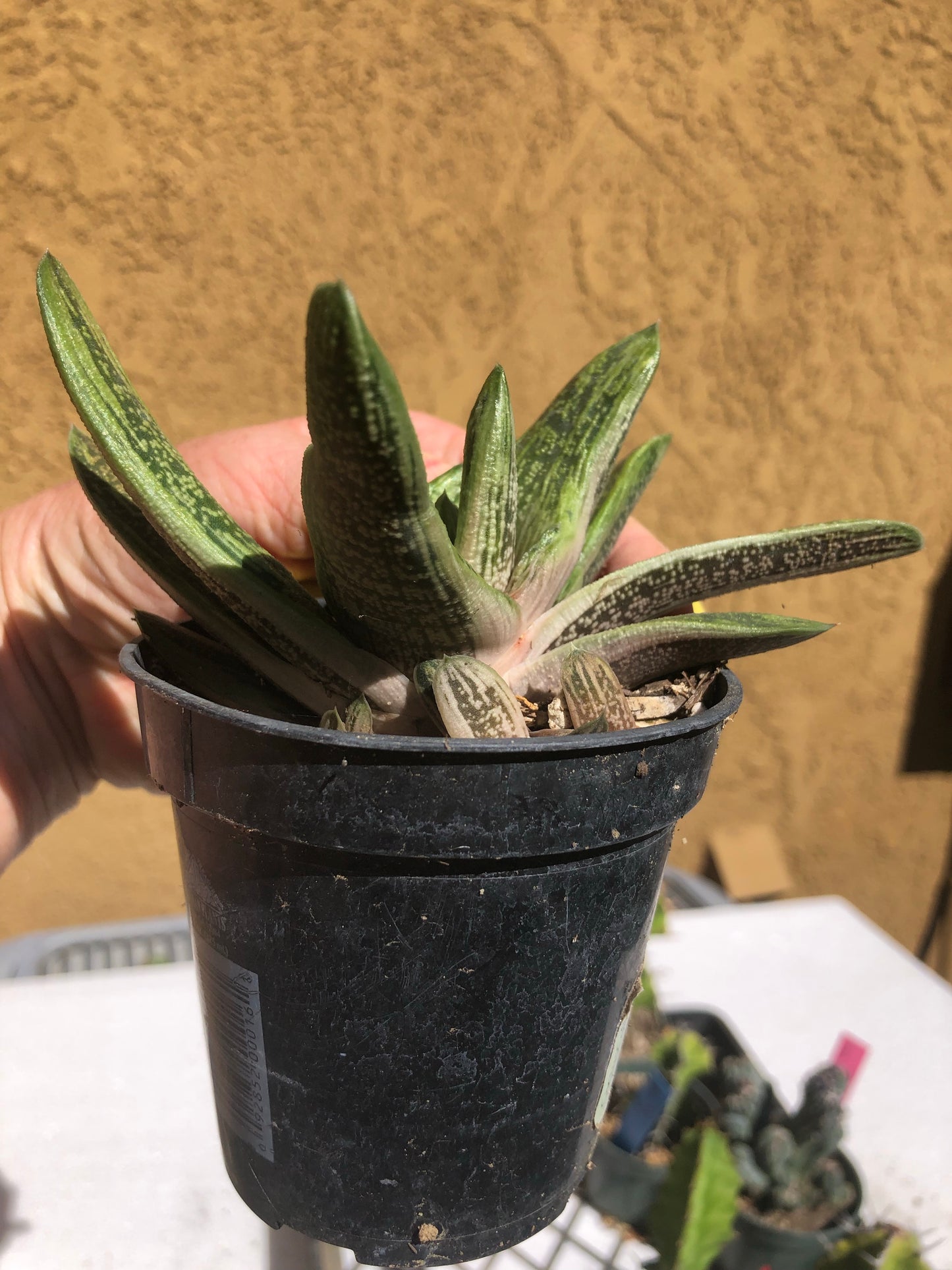 Gasteria Succulent Little Warty 4”Wide #Y