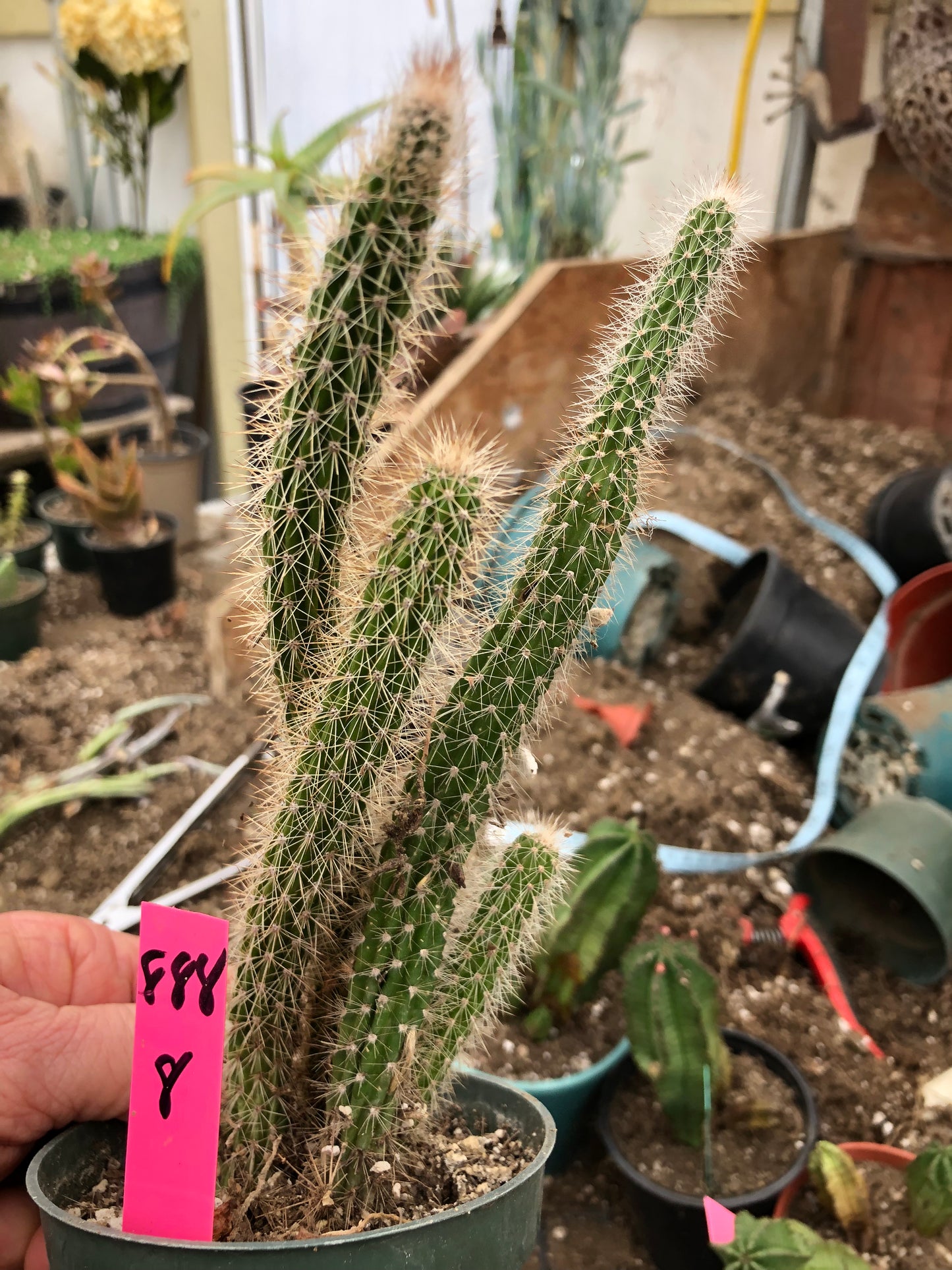 Echinocereus pensilis Snake Cactus Plant 8"Tall #69W