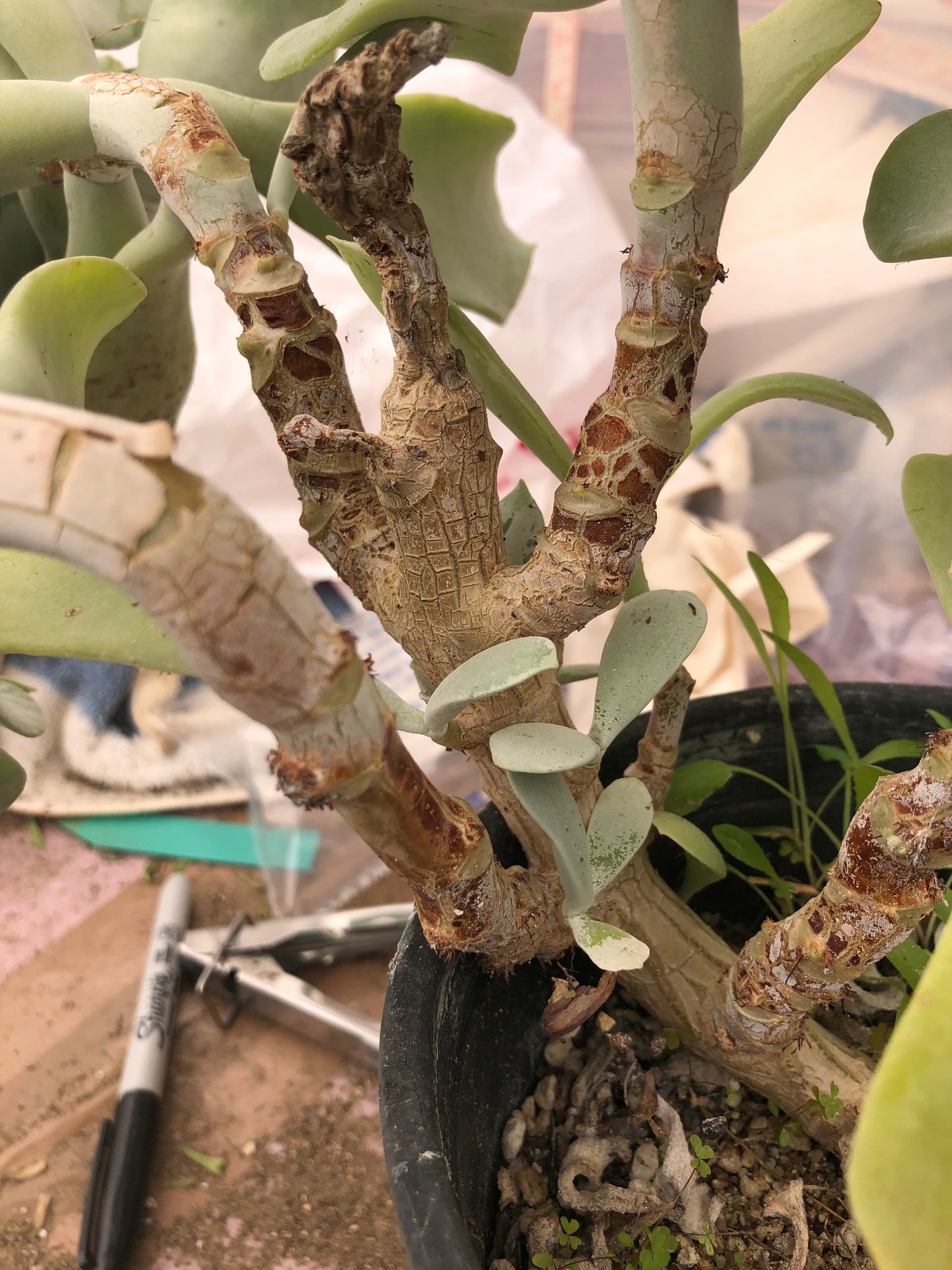 Cotyledon Silver Waves 16"Tall #160B