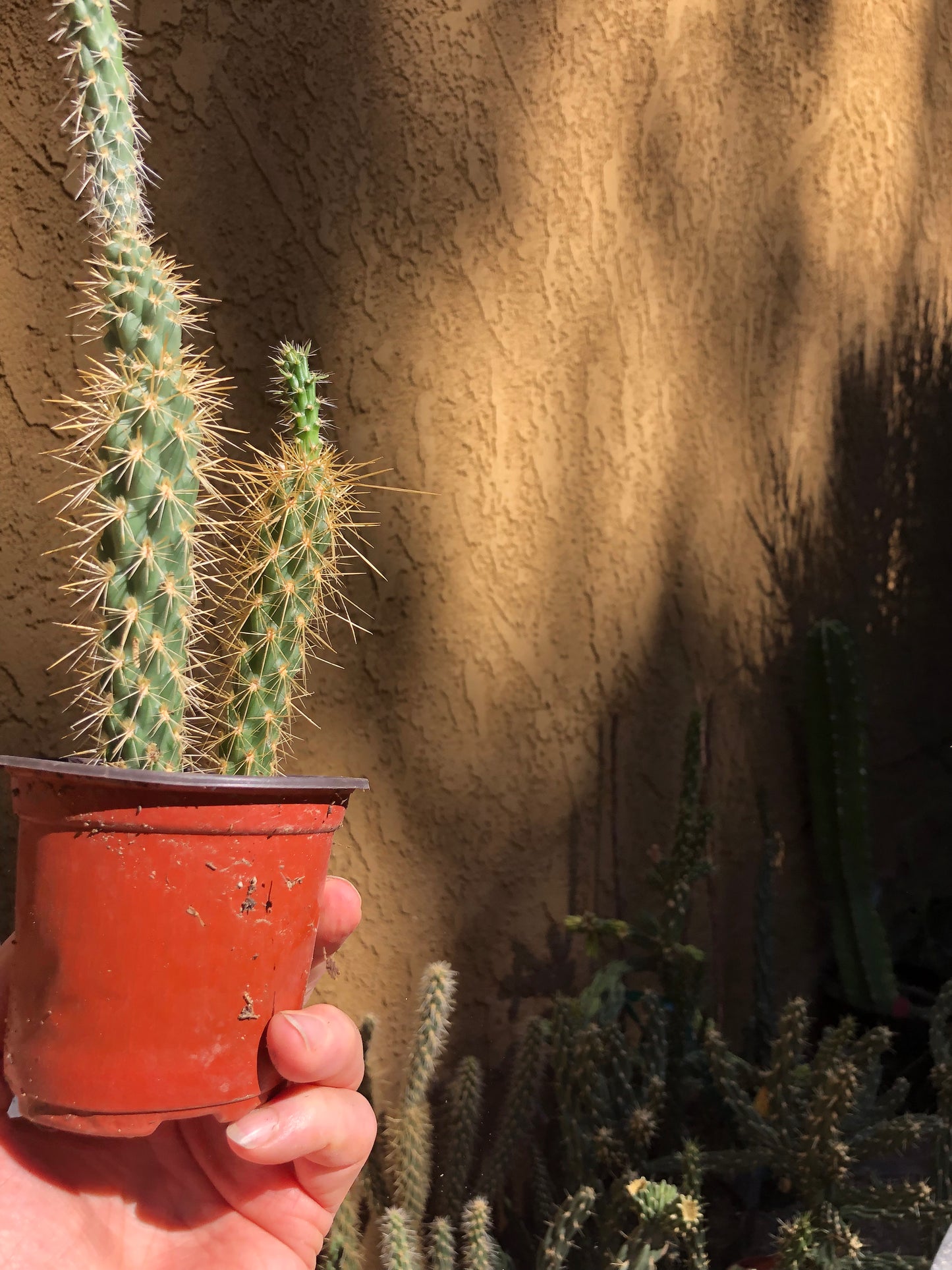 Cylindropuntia imbricata Buckhorn Cholla 10”Tall #10Y