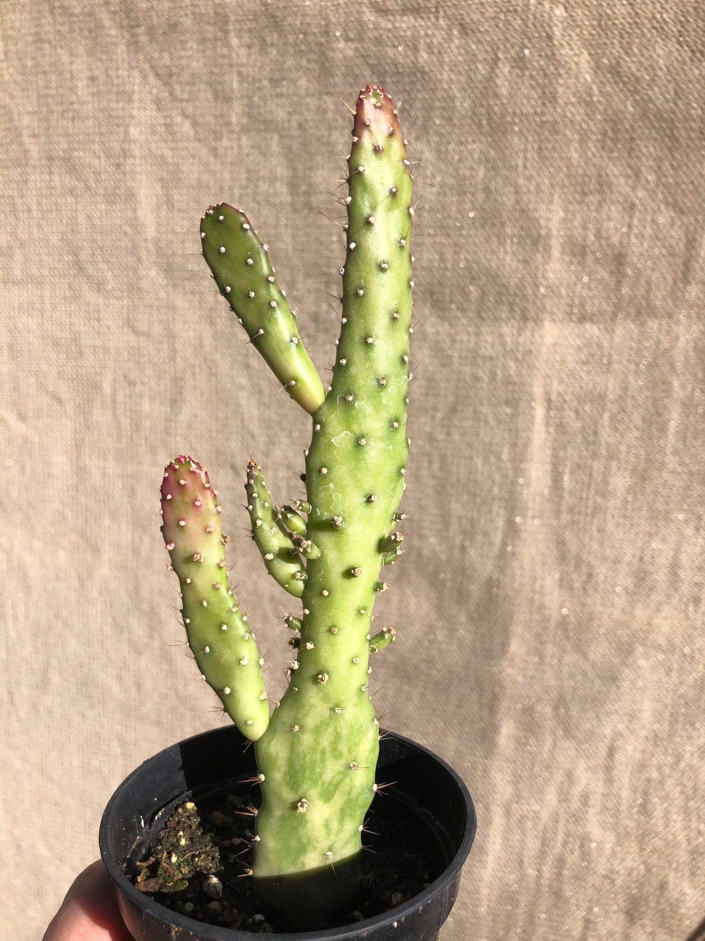 Opuntia monacantha "Joseph's Coat" Cactus 7"Tall 2"Wide #49Y