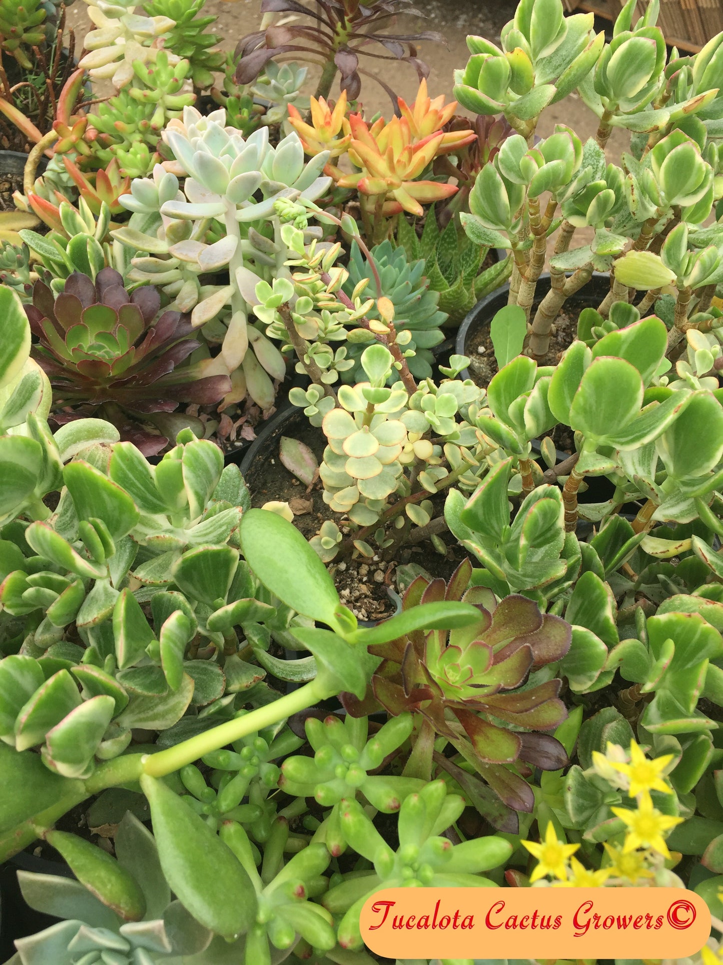 Assorted Succulent Cuttings/Clippings (30)  3"-5"Tall Variety Extras Colorful
