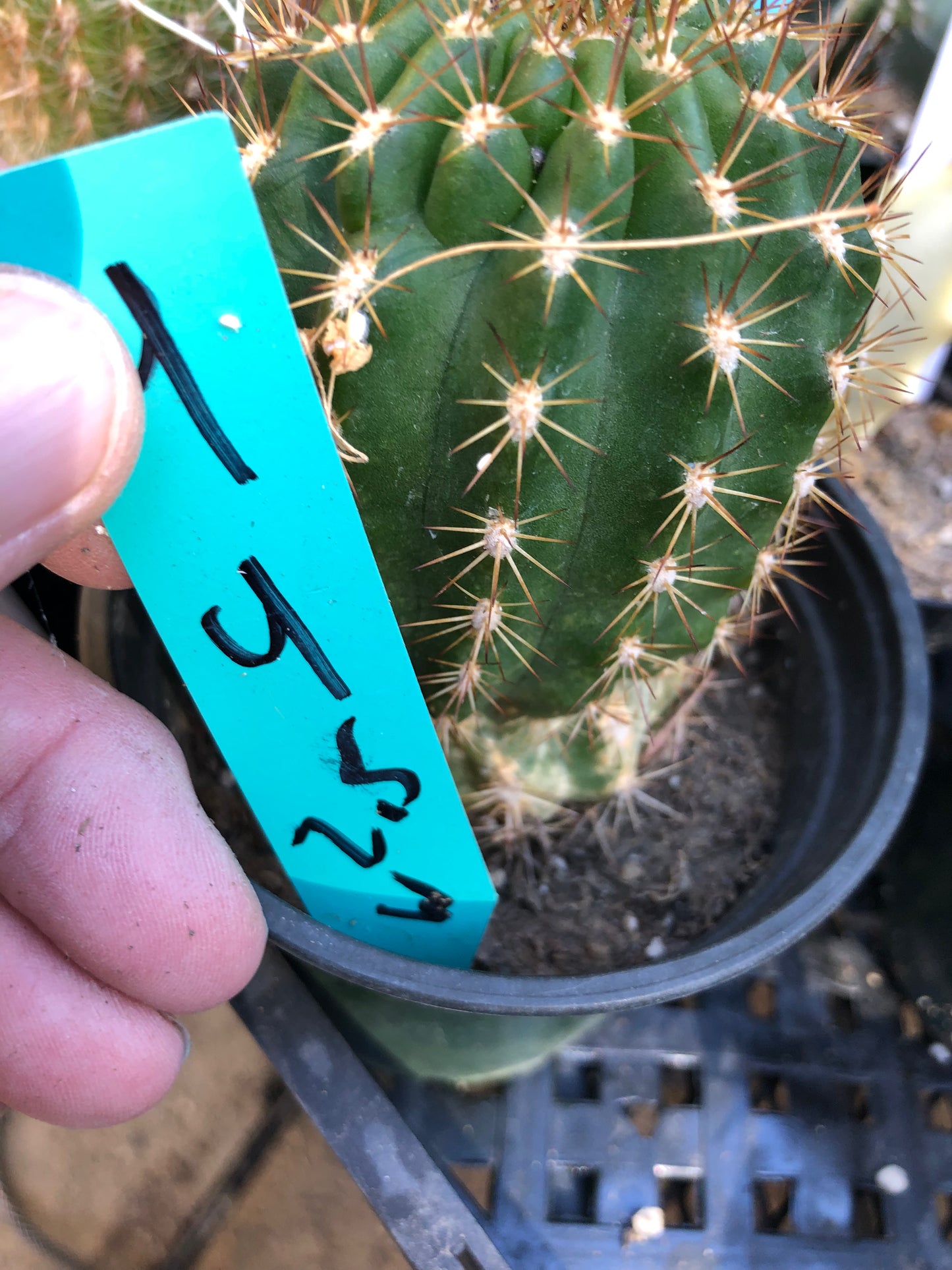 Trichocereus grandiflorus Torch 4"T #4G