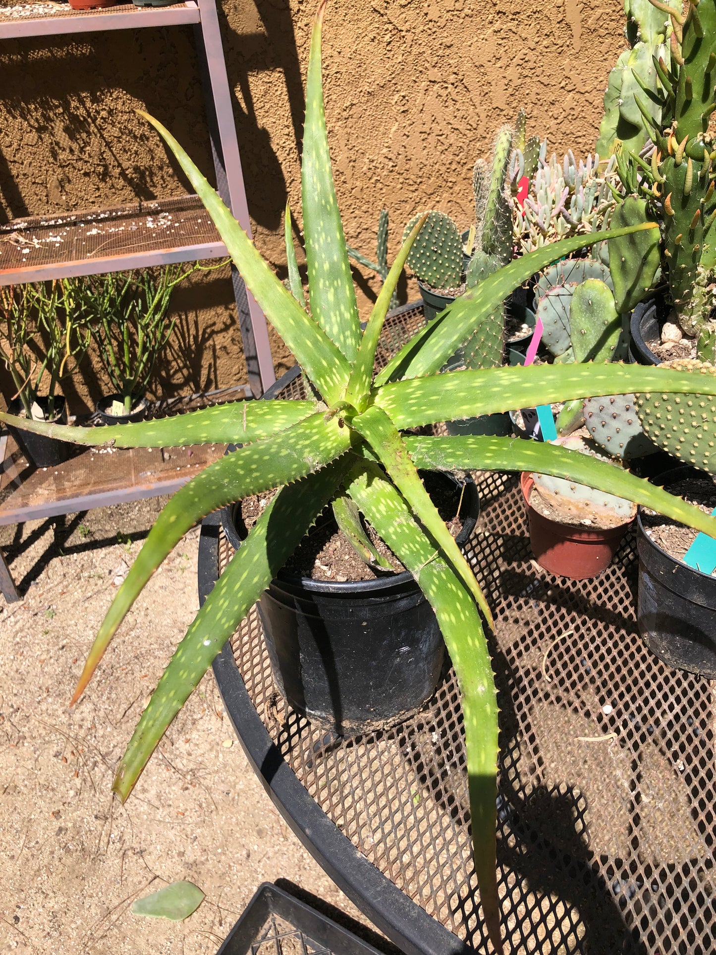Aloe dorotheae 12" Tall 19" Wide #191Y