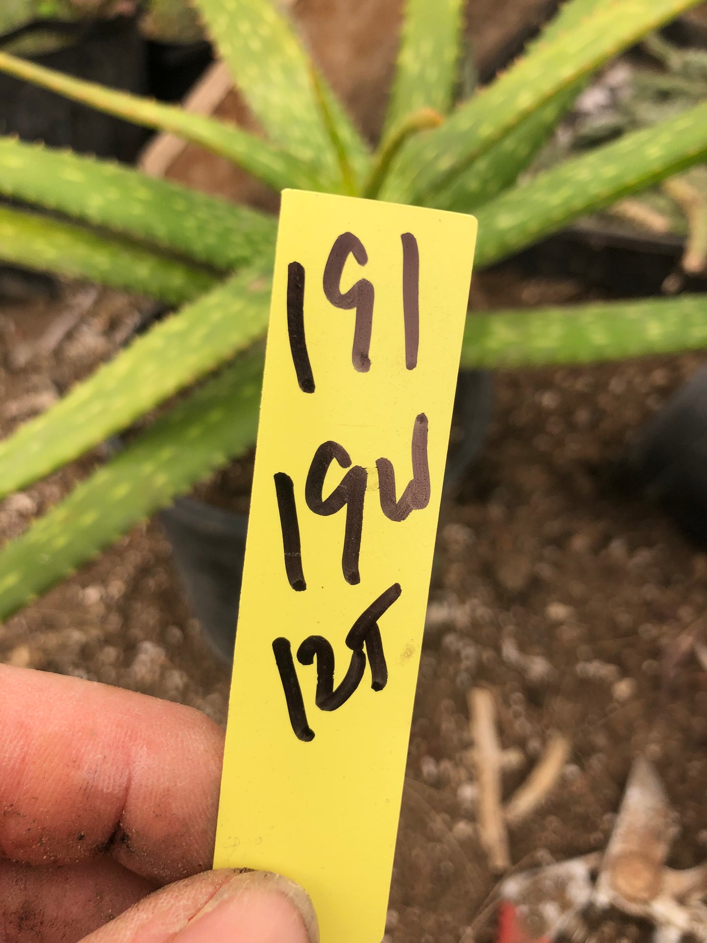 Aloe dorotheae 12" Tall 19" Wide #191Y