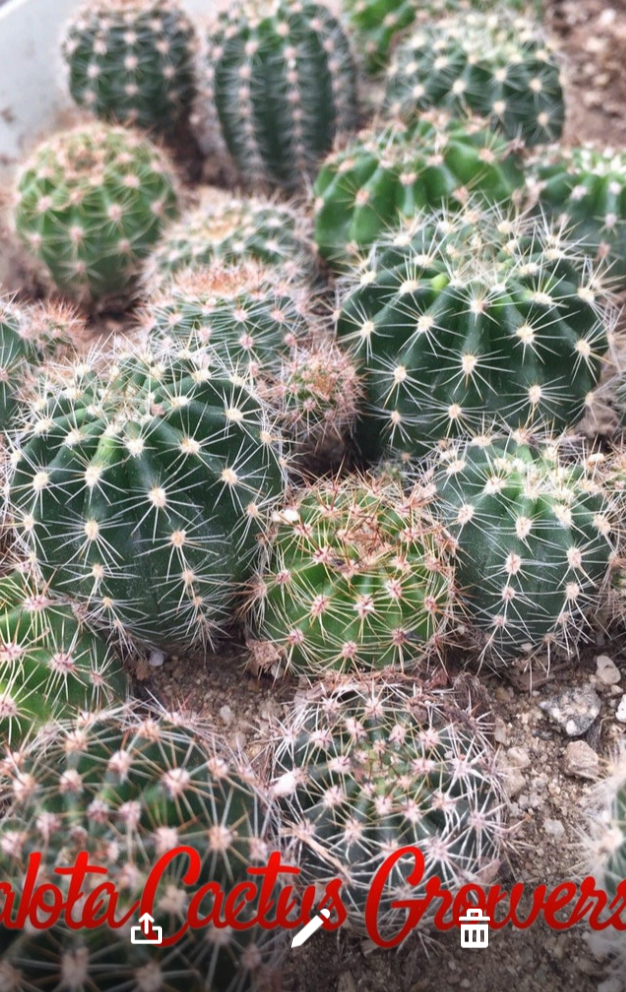 Echinopsis oxygona White Easter Lily 1" Rooted Pup