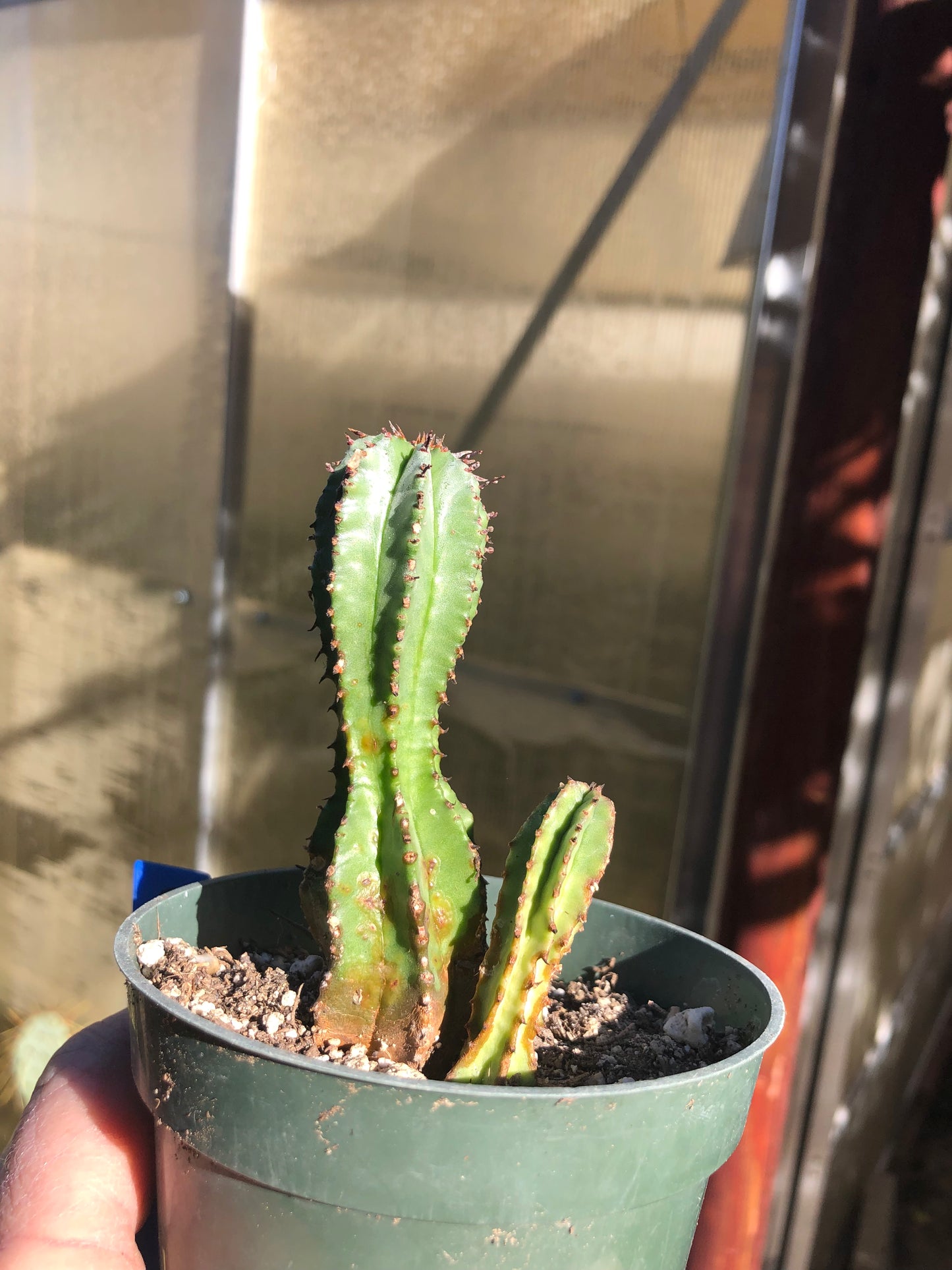 Euphorbia anoplia Green Tanzanian Zipper 4"Tall  #3B
