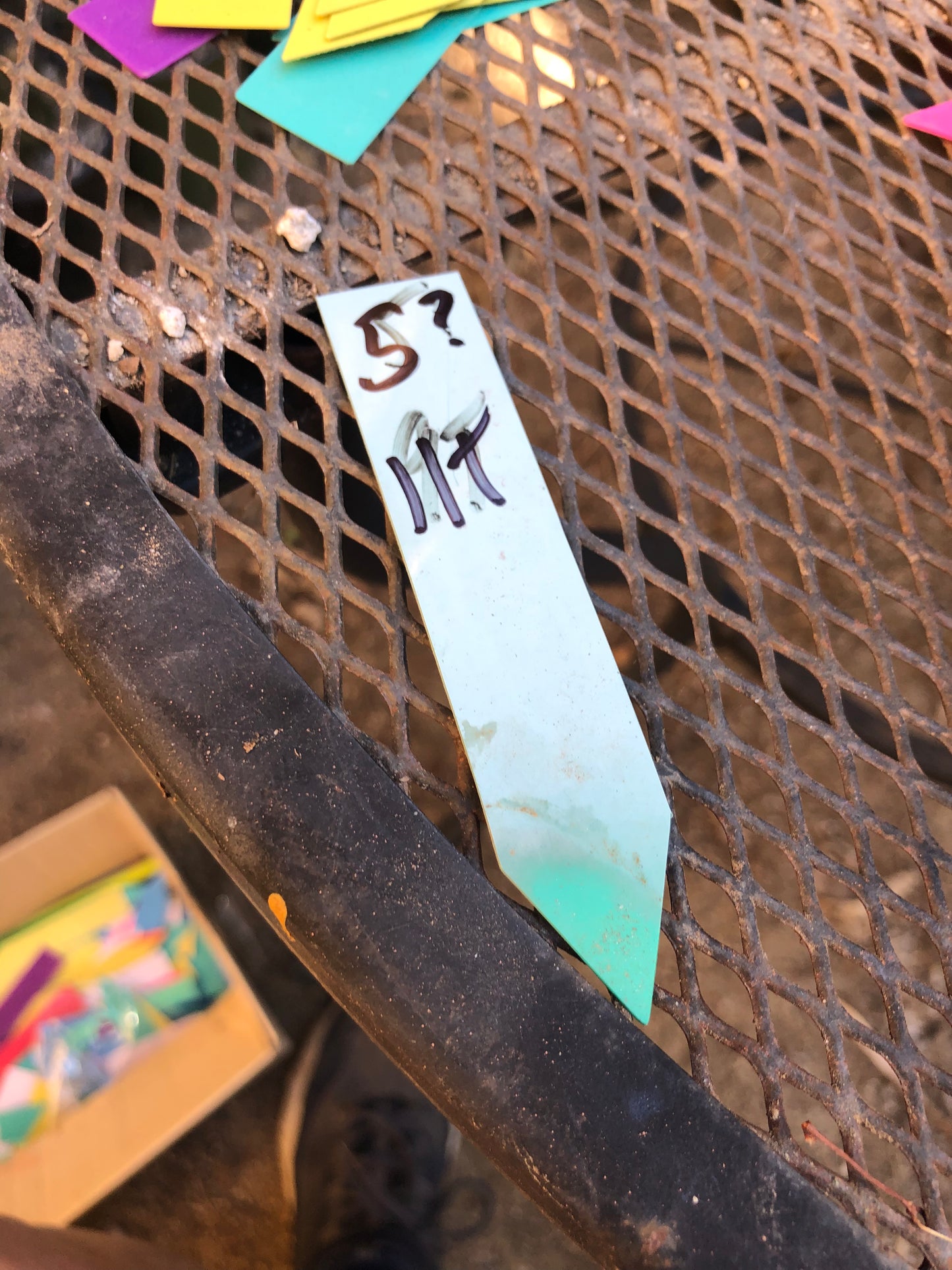 Cylindropuntia imbricata Buckhorn Cholla 11”Tall #5B