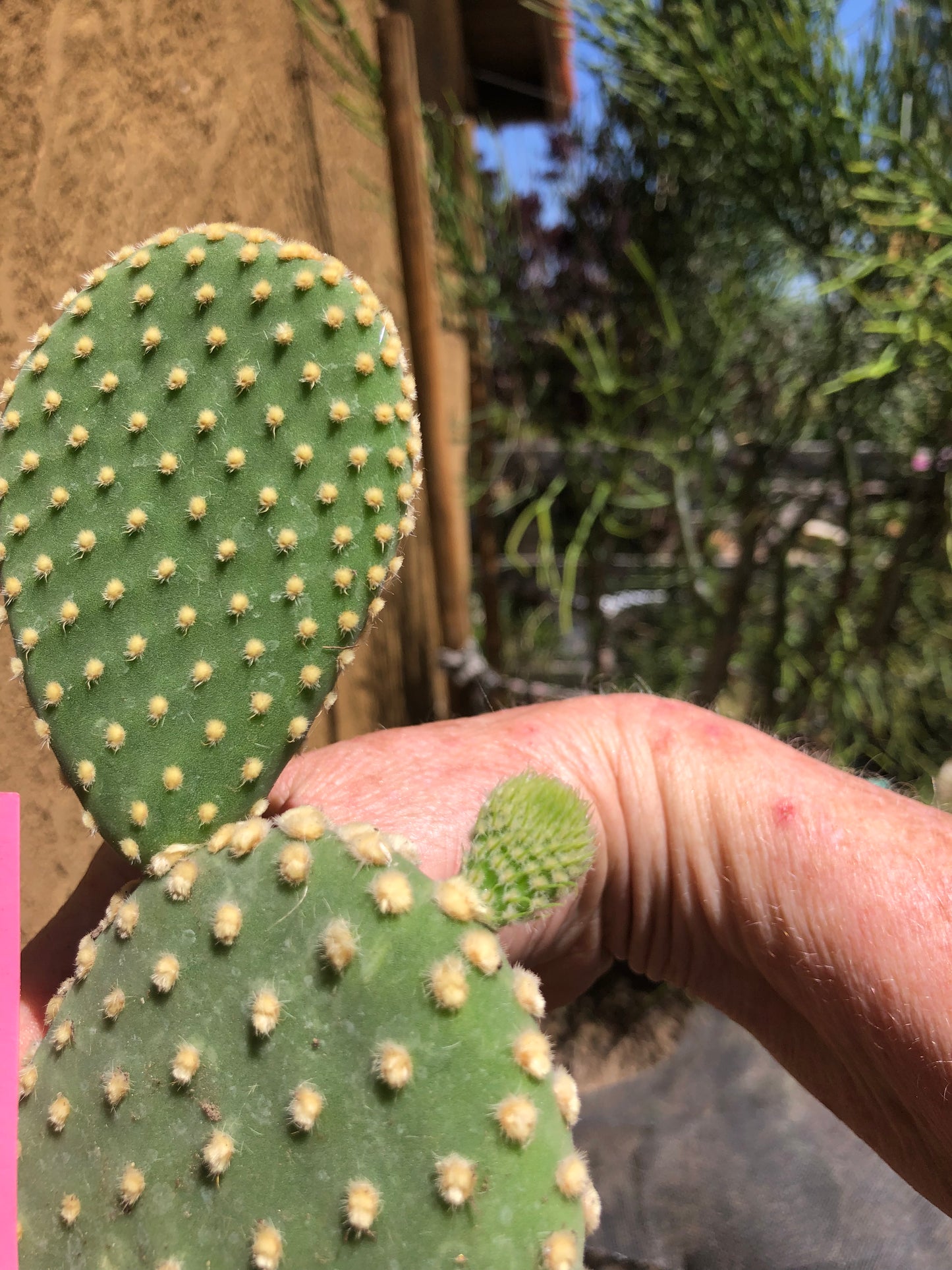 Opuntia microdasys Off White Bunny 6"Tall #P