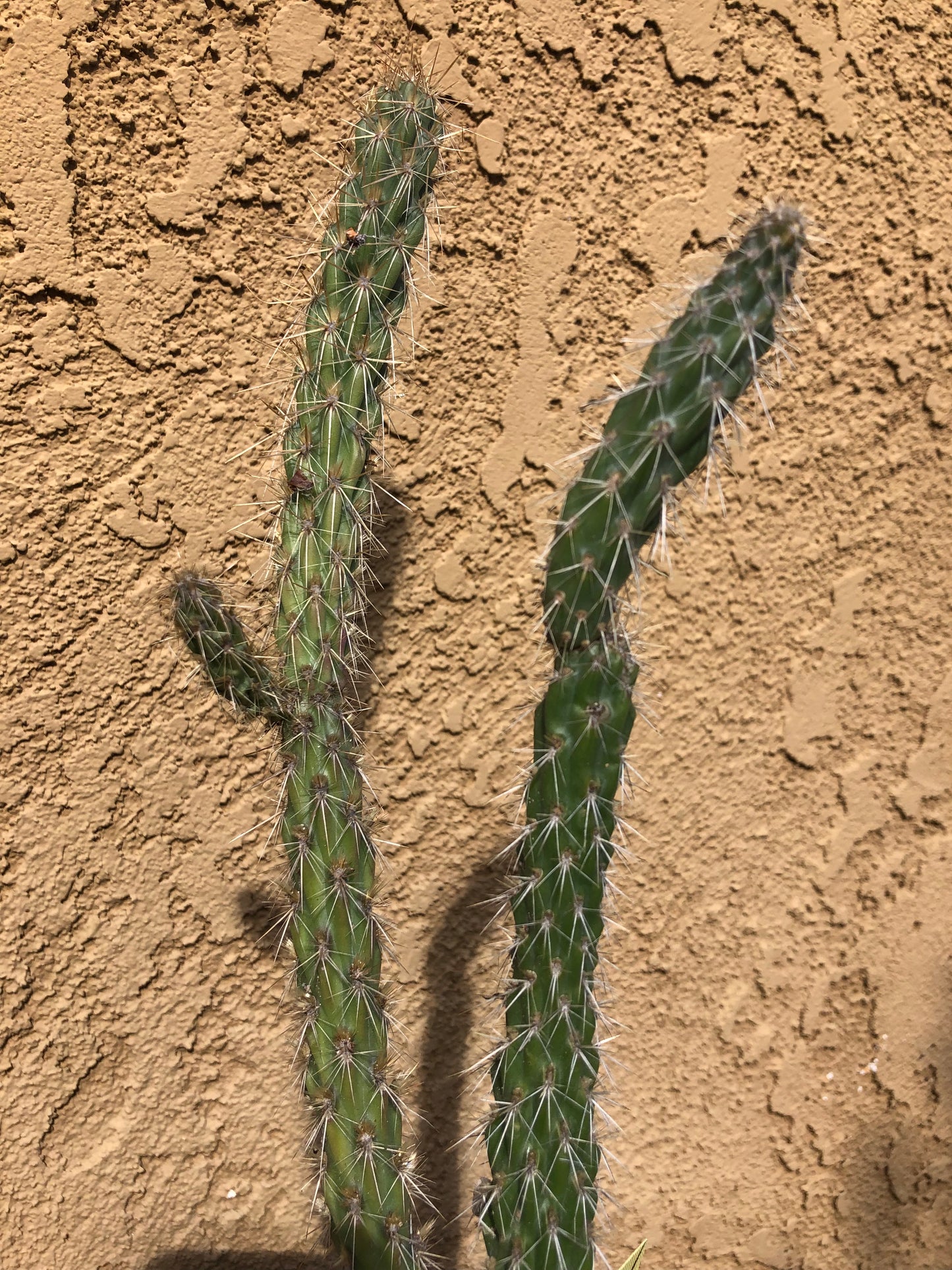 Cylindropuntia imbricata Buckhorn Cholla 11”Tall #68Y