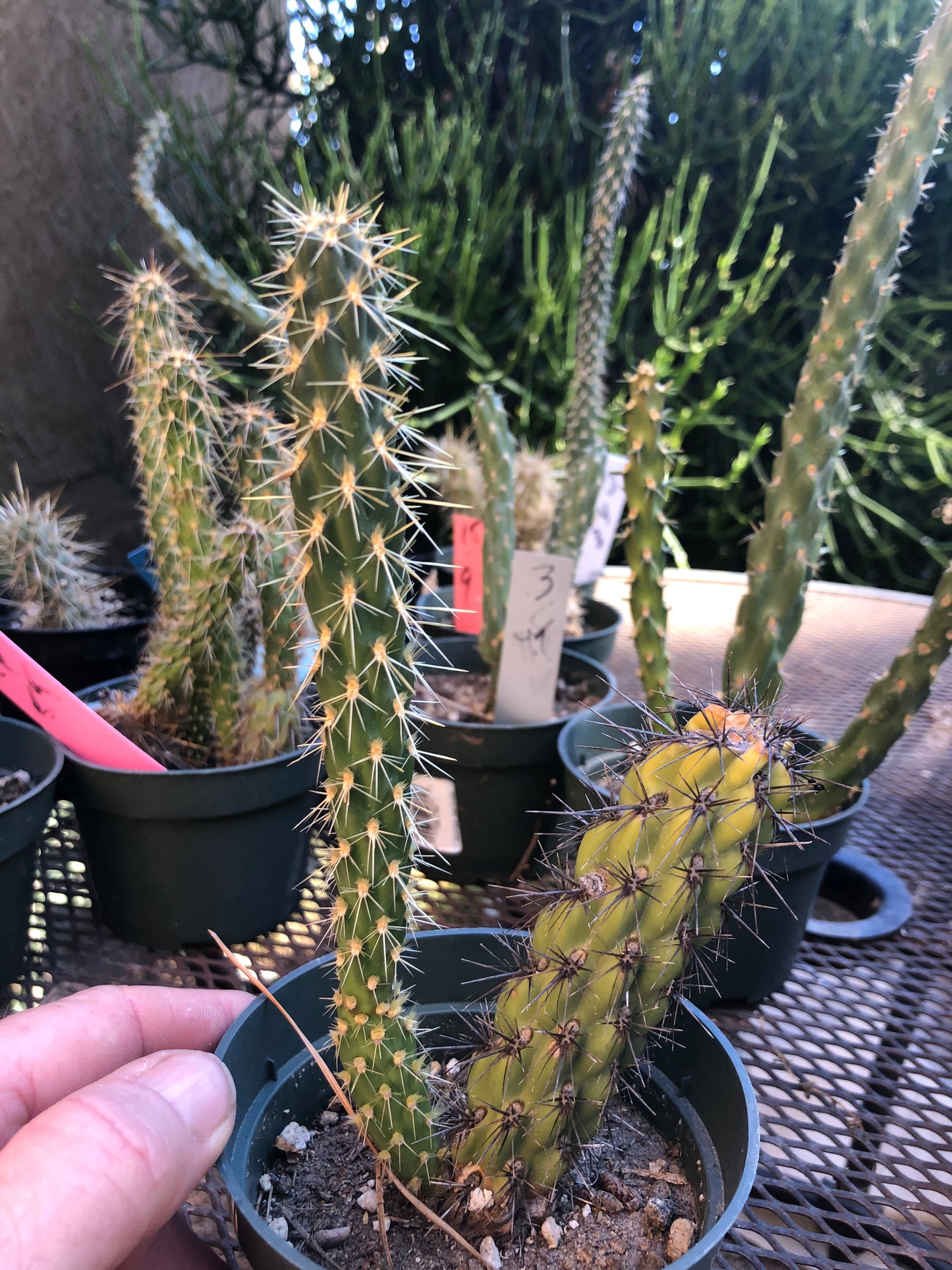 Cylindropuntia imbricata Buckhorn Cholla 7”Tall #7P