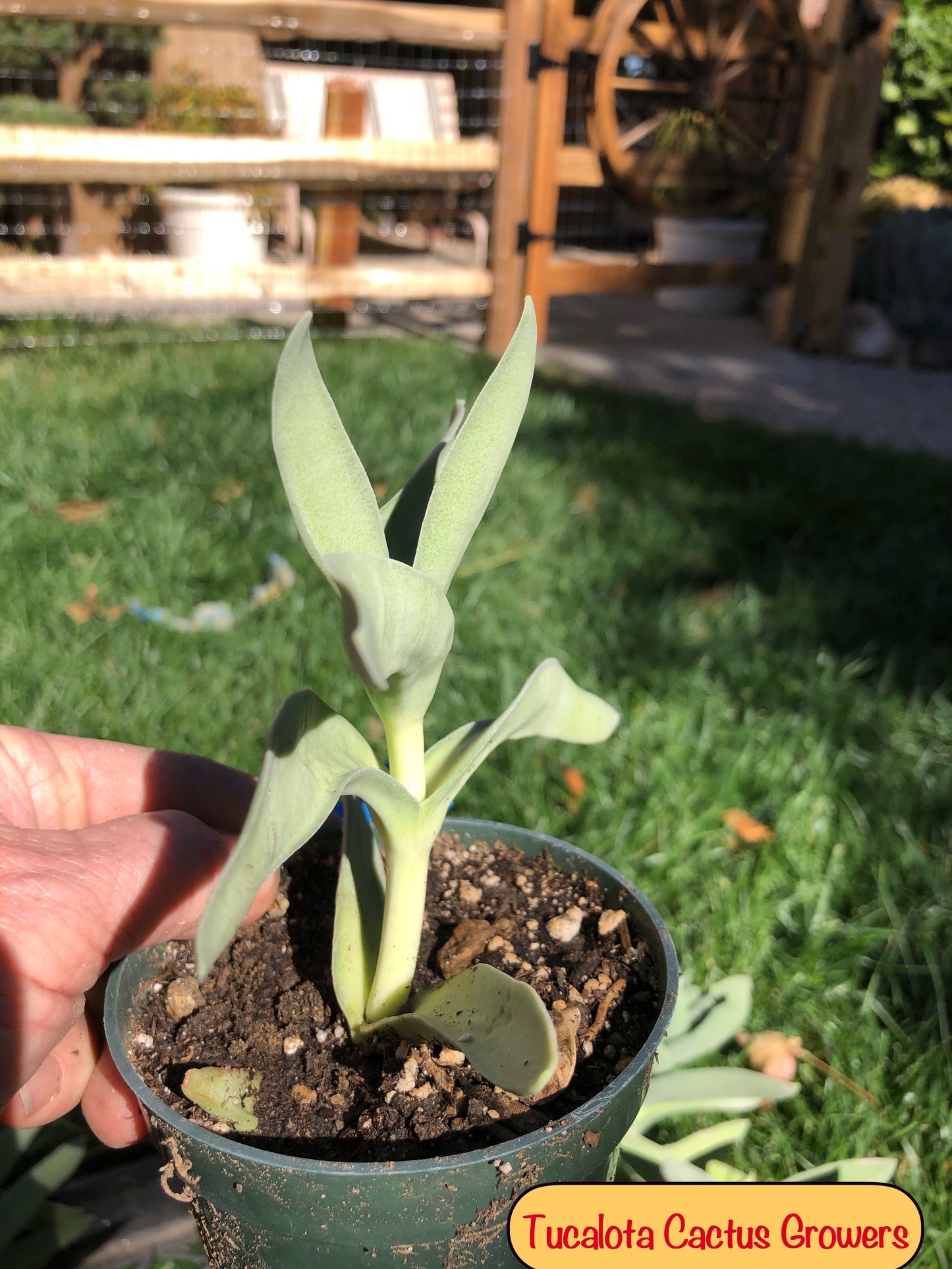 Crassula falcata Airplane Plant  5"Tall 5"Wide #10B