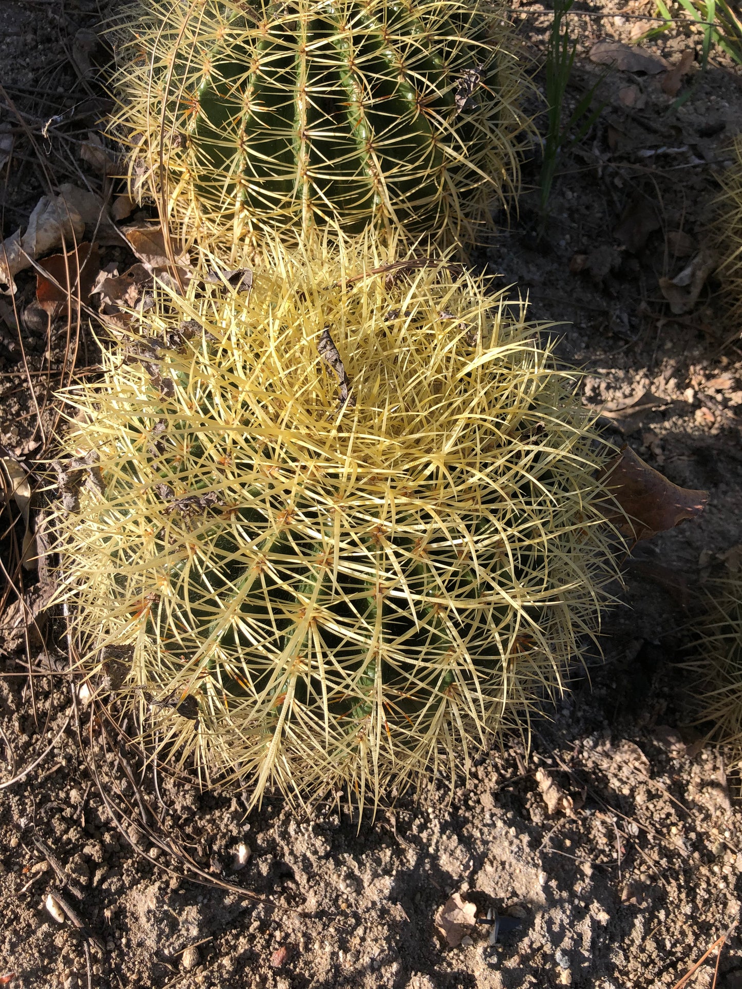 Echinocactus grusonii Golden Barrel 10"W