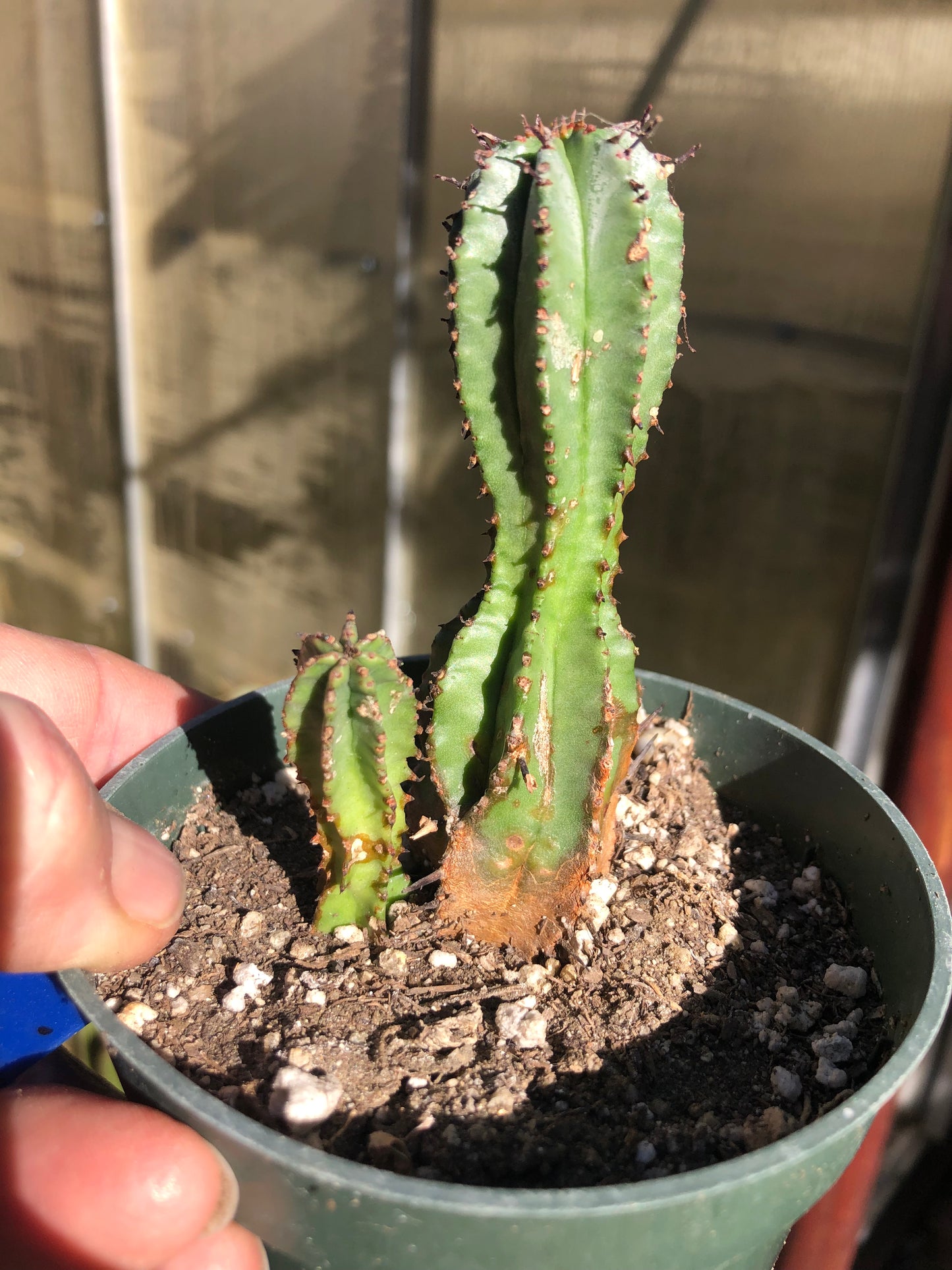 Euphorbia anoplia Green Tanzanian Zipper 4"Tall  #3B