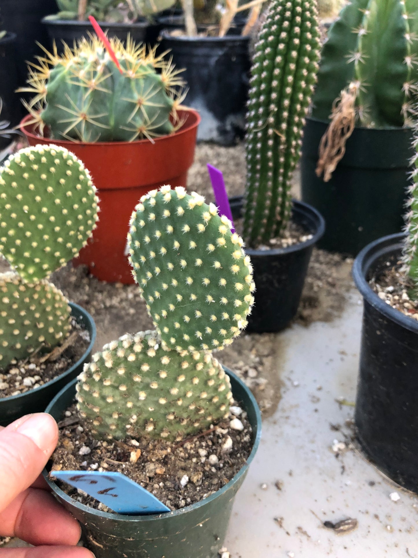 Opuntia microdasys Off White Bunny 5"Tall #51B