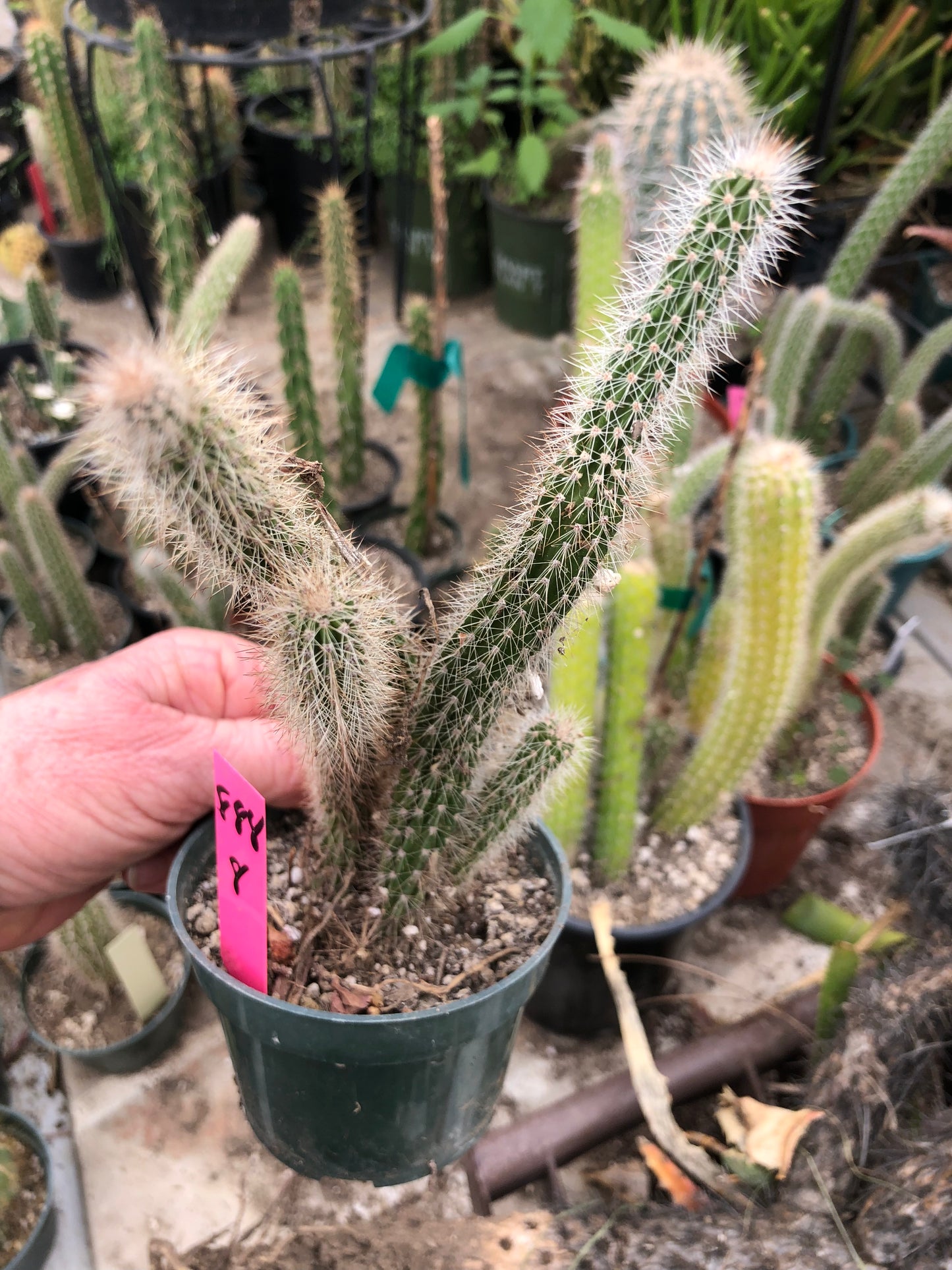 Echinocereus pensilis Snake Cactus Plant 8"Tall #69W
