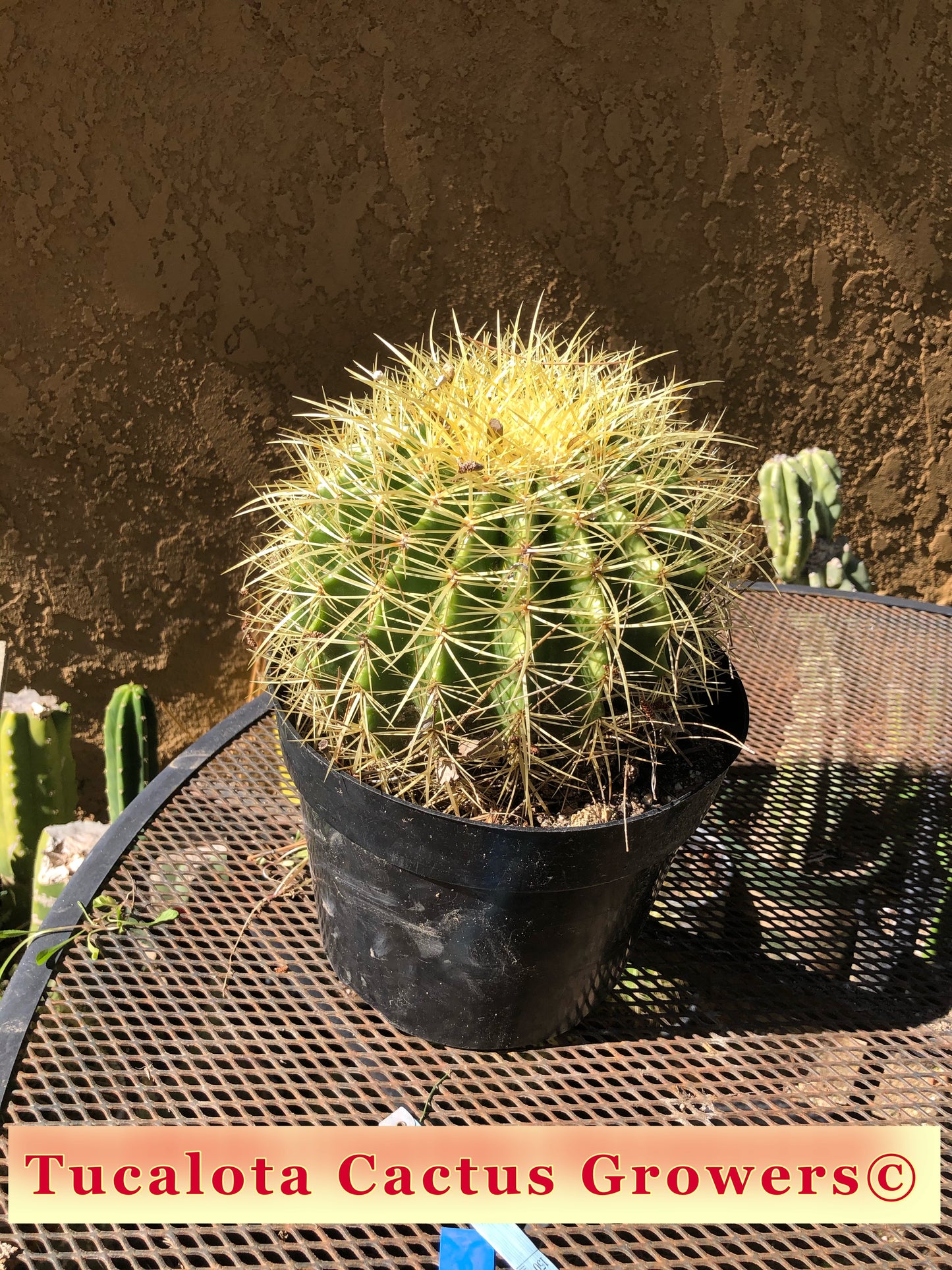 Echinocactus grusonii Golden Barrel 8"Wide