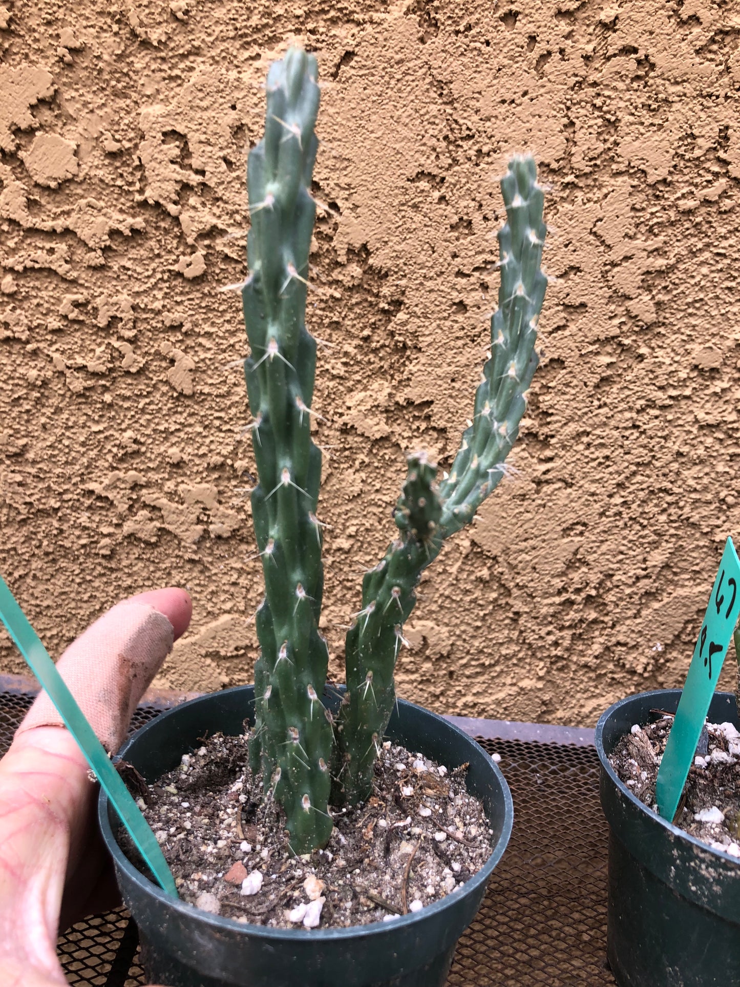 Cylindropuntia imbricata Buckhorn Cholla 7.5”Tall #61G