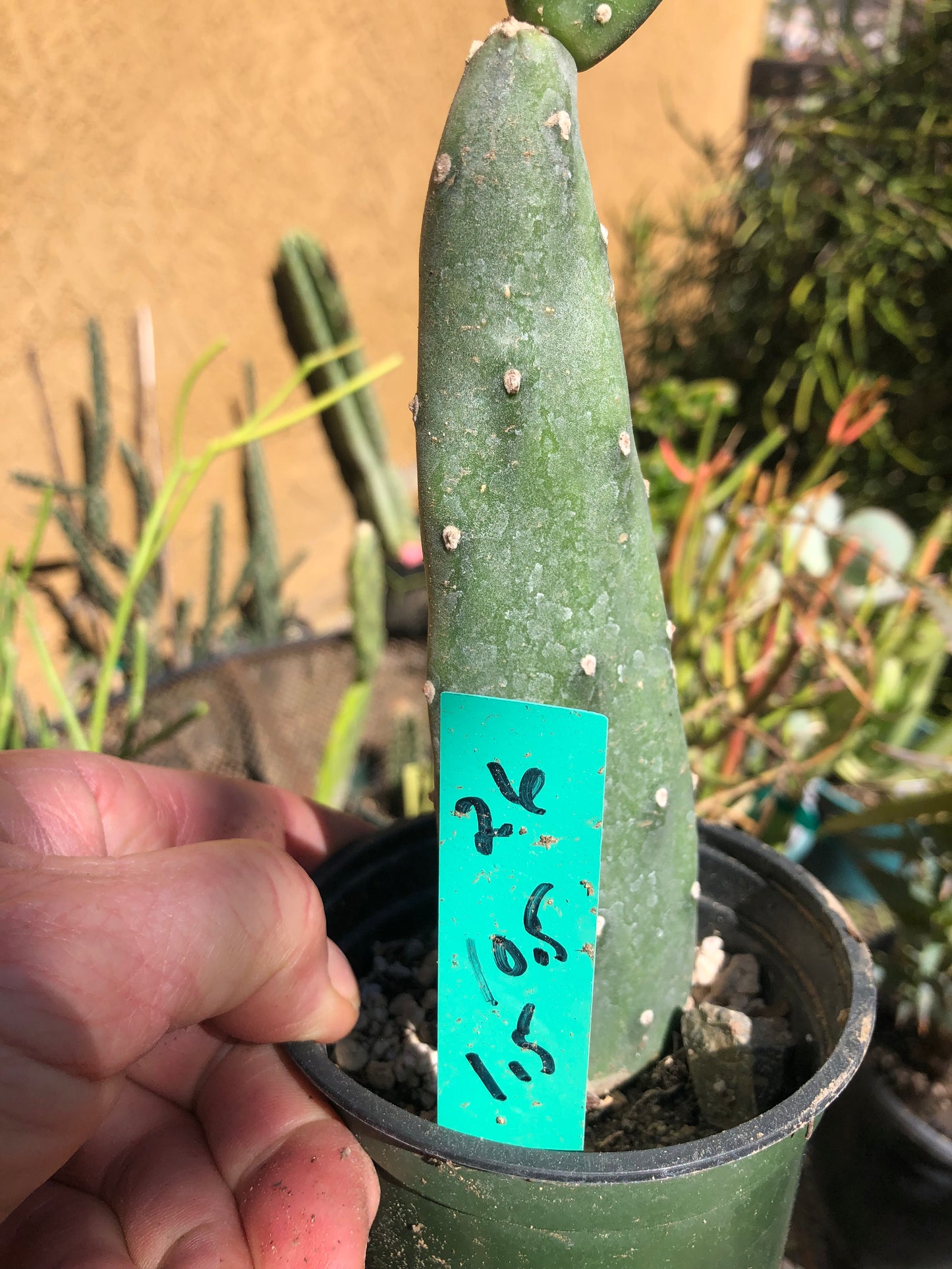 Opuntia canterae elata Ground Crawler 10.5"Tall #26G