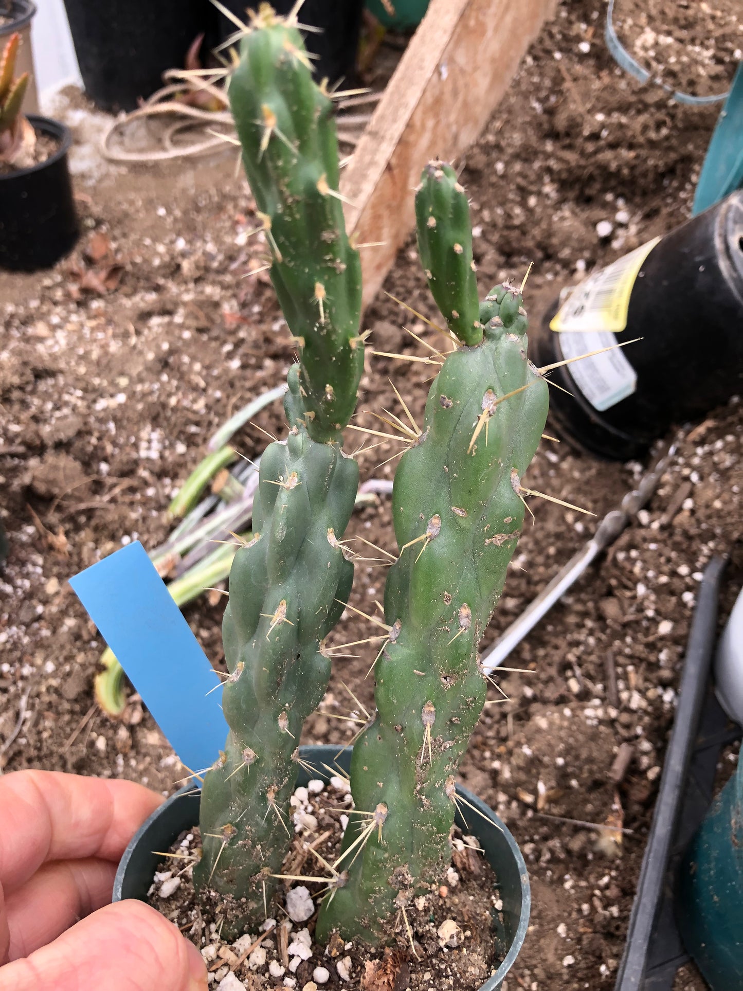 Cholla Cylindropuntia Imbricata Buckhorn 8"Tall #8B