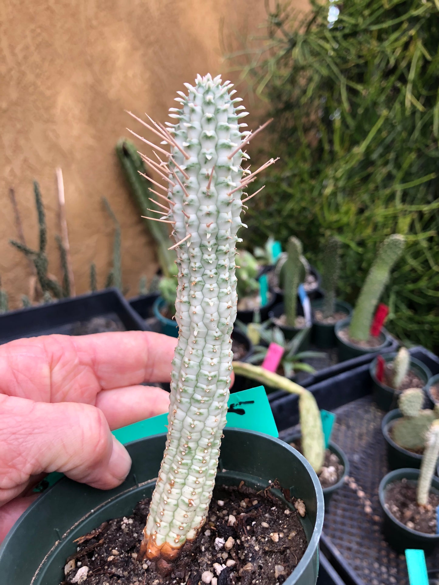 Euphorbia mammillarias variegata Corn Cob 6"Tall #6G