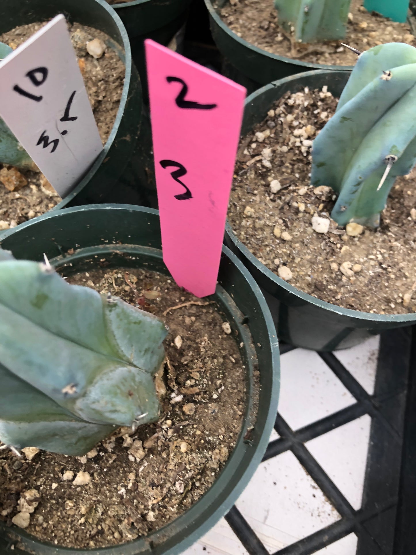 Myrtillocactus geometrizans Blue Myrtle Cactus 3”Tall #2P