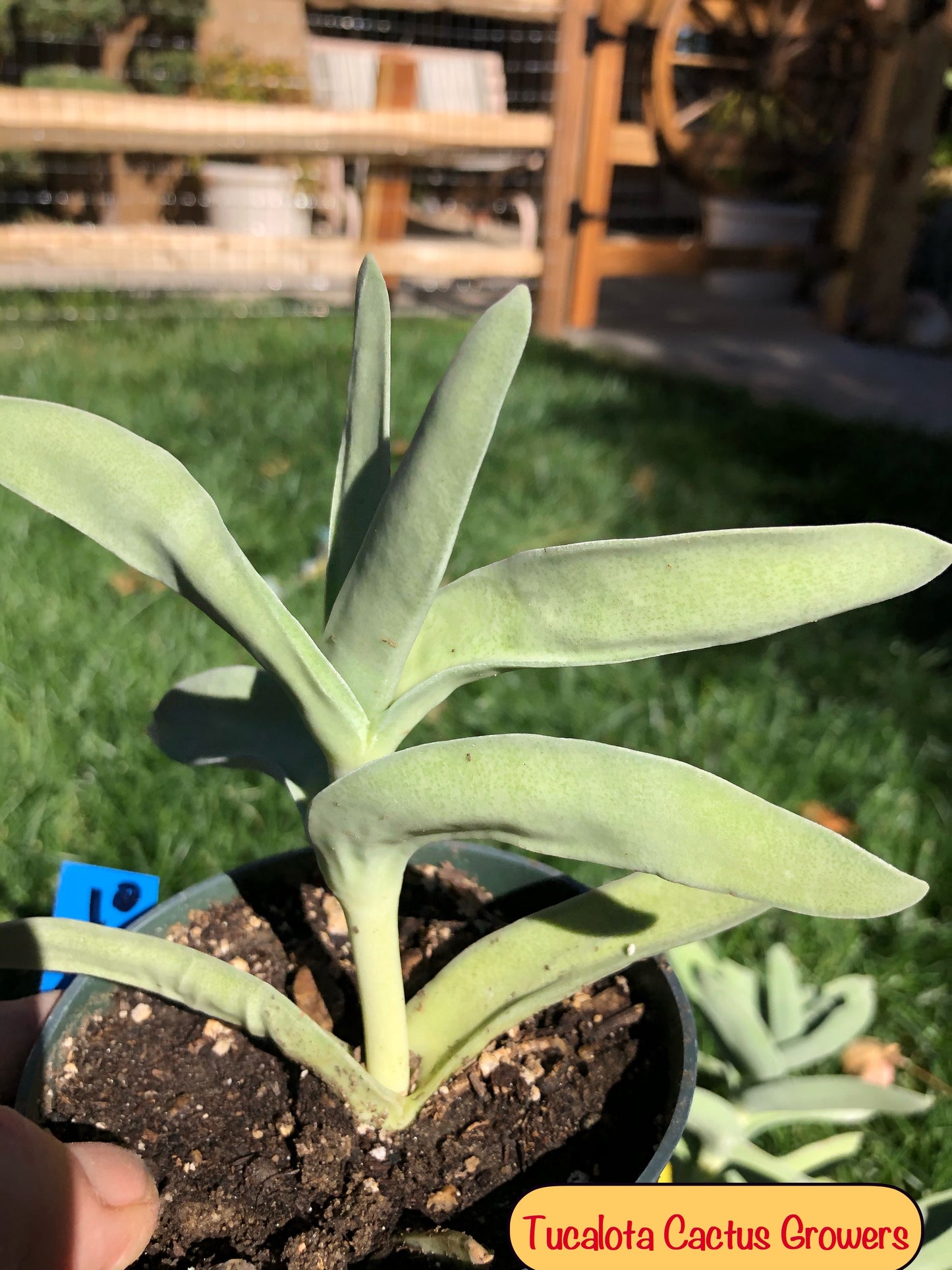 Crassula falcata Airplane Plant  5"Tall 5"Wide #10B