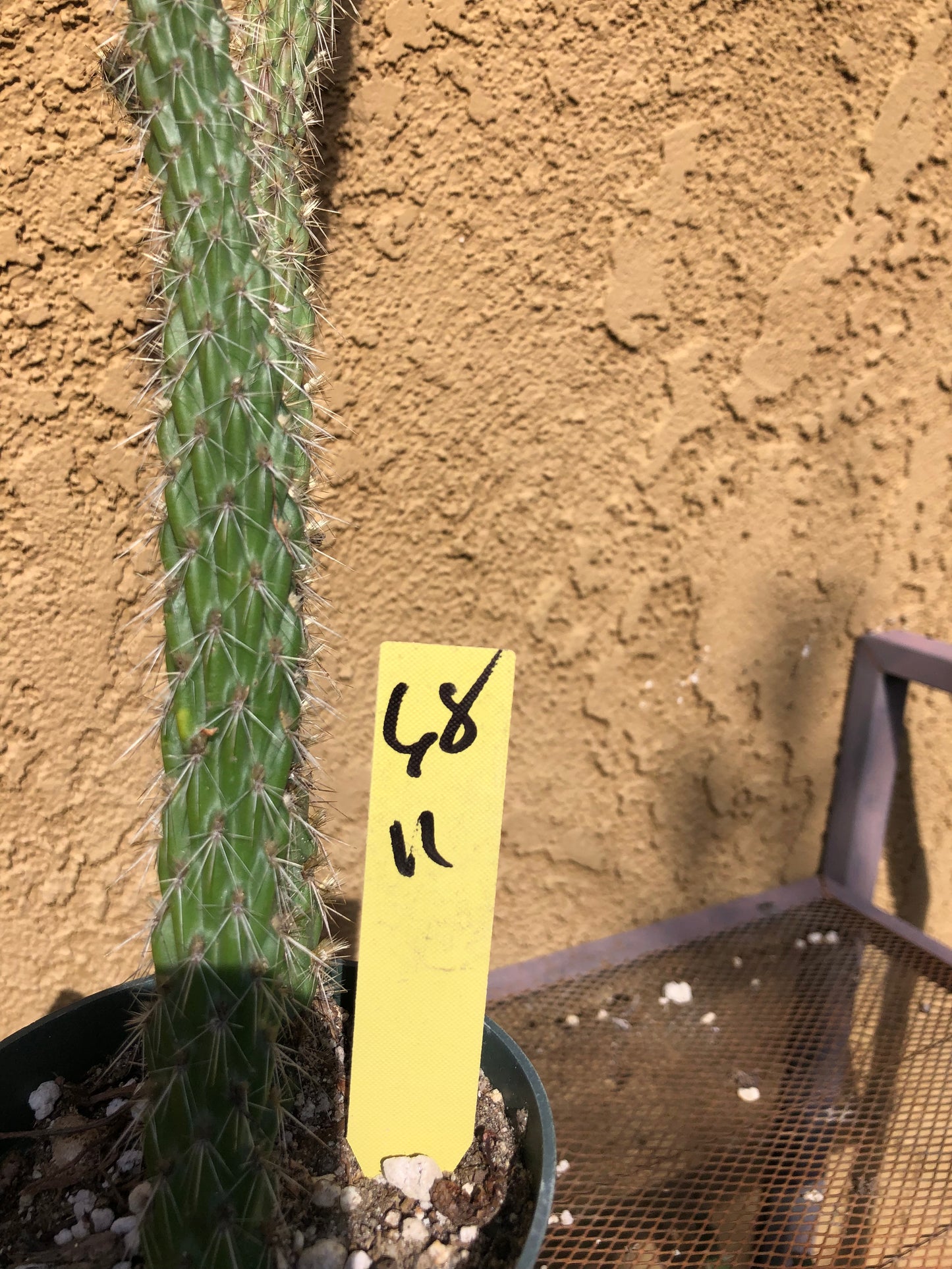 Cylindropuntia imbricata Buckhorn Cholla 11”Tall #68Y