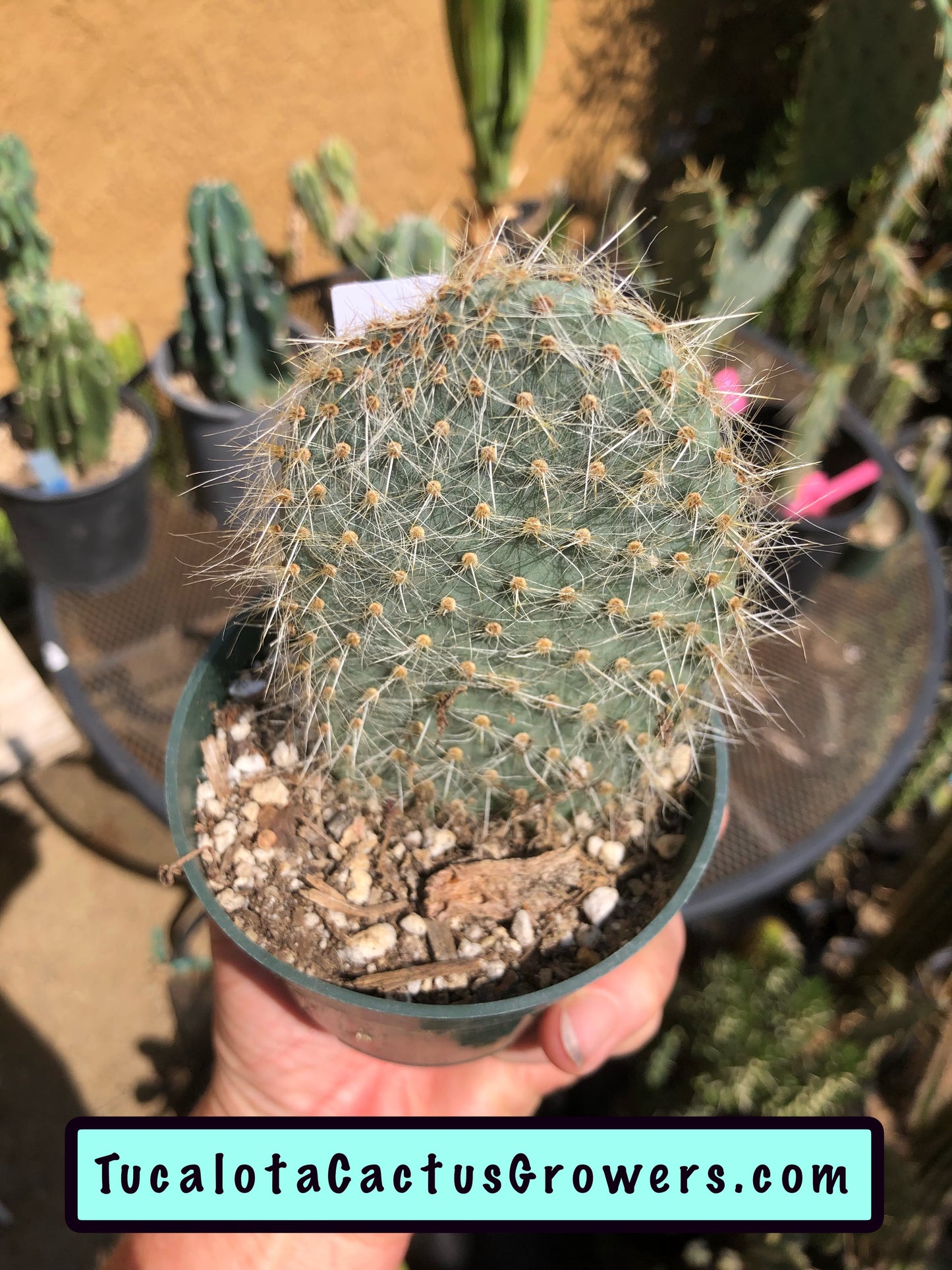Opuntia pilifera (Cocoche loco) 5"T 3"W #5W