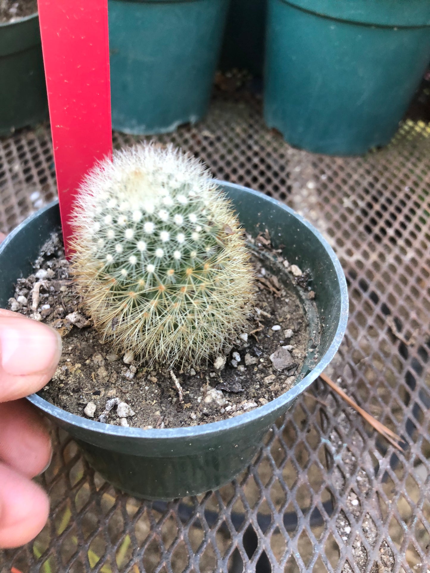 Notocactus Parodia scopa Silver Ball/Snowball Cactus 2" Tall #101R
