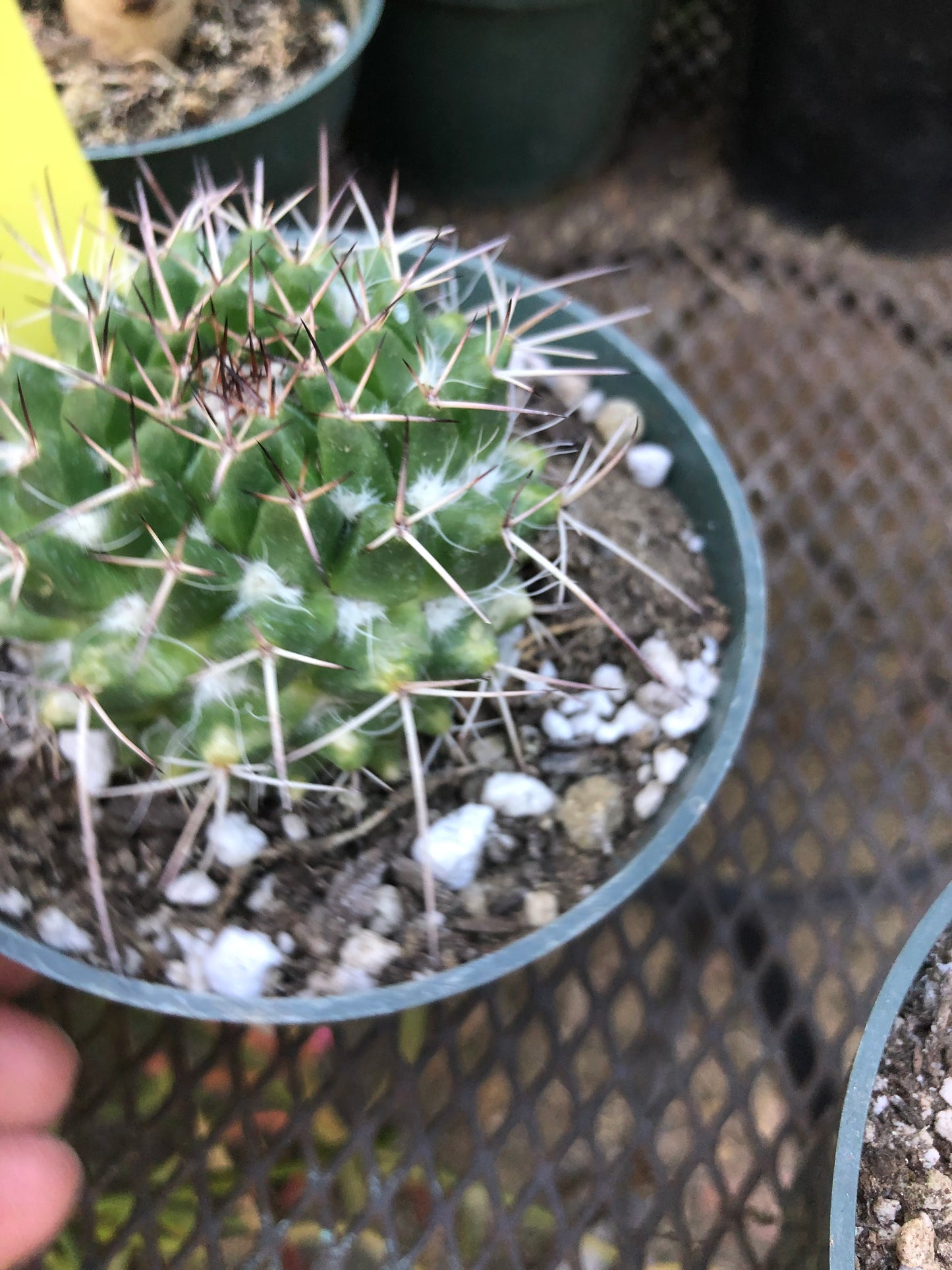 Mammillaria nejapensis Silver Arrows  2.25” Wide#102Y