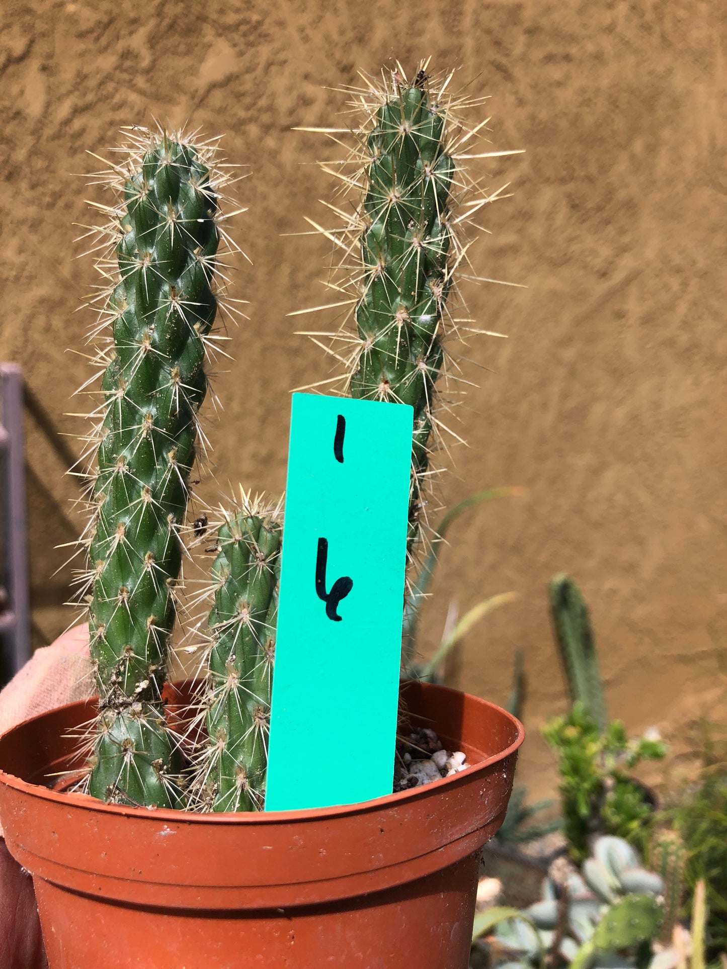 Cylindropuntia imbricata Buckhorn Cholla 6”Tall #1G