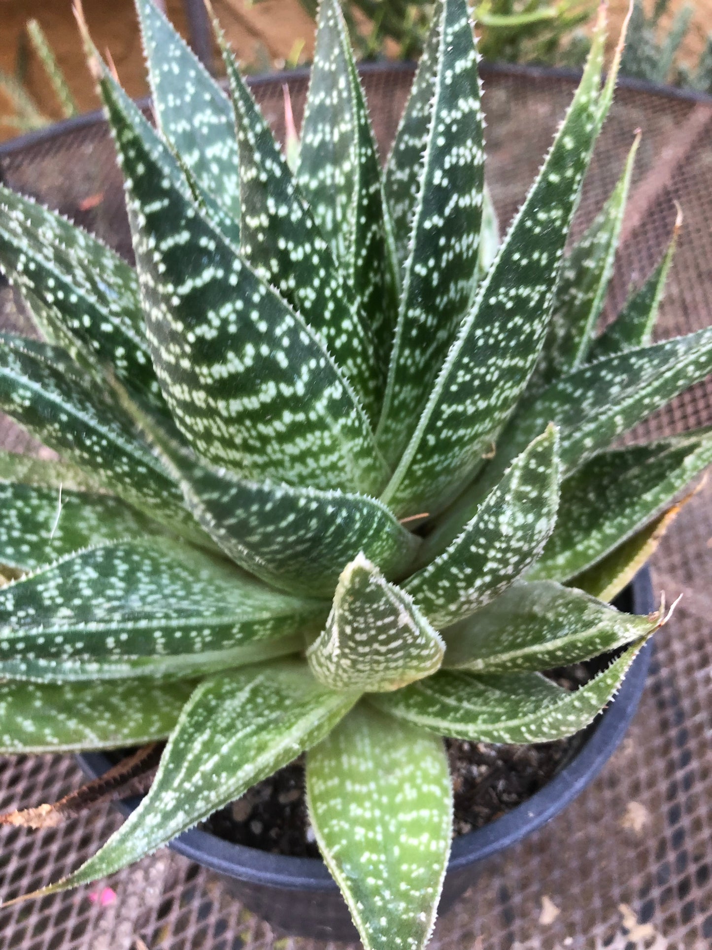 Guinea-fowl aloe Extra Large Aristaloe aristata 9”Wide 7”Tall #71B