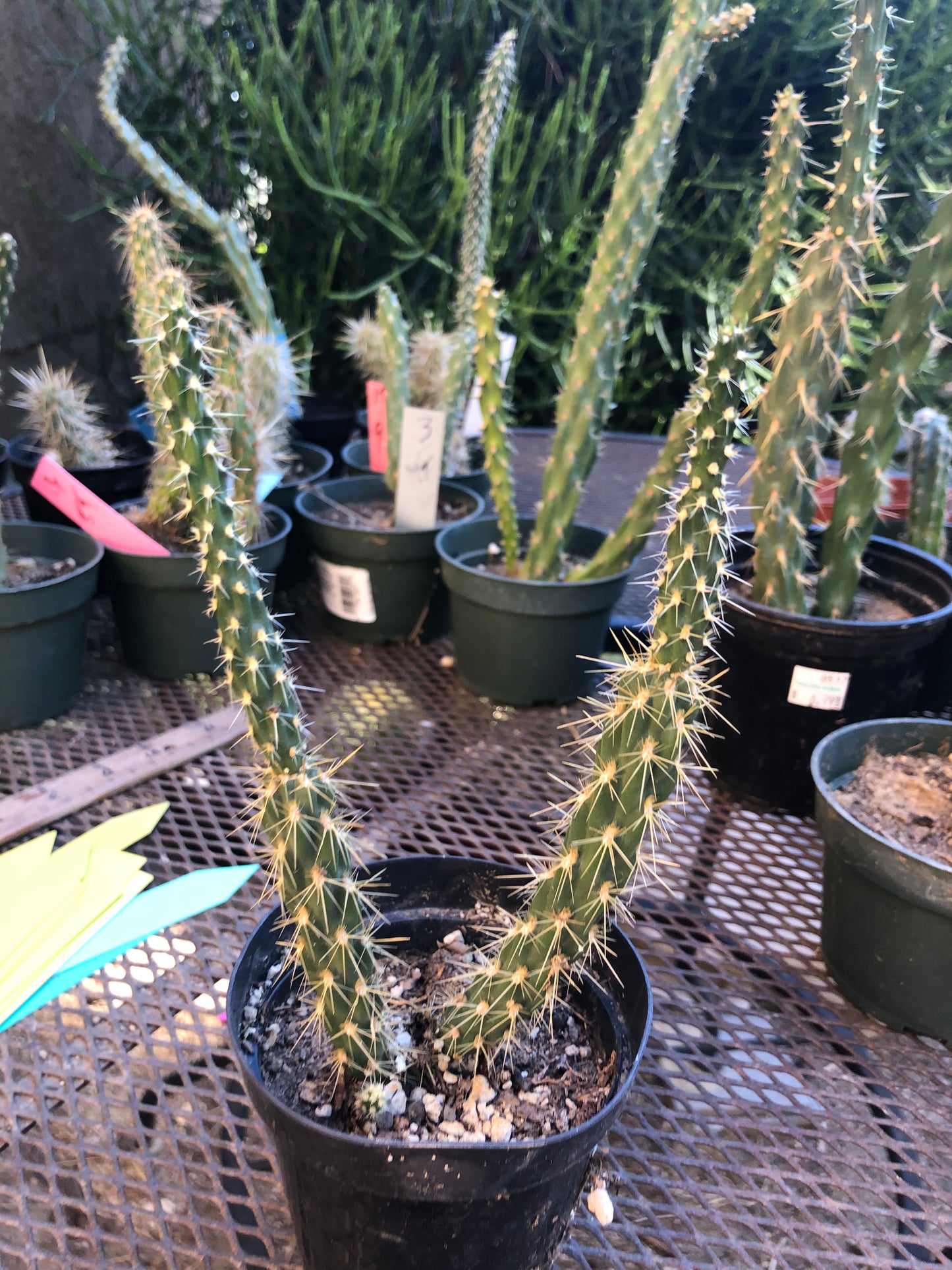 Cylindropuntia imbricata Buckhorn Cholla 11”Tall #5B
