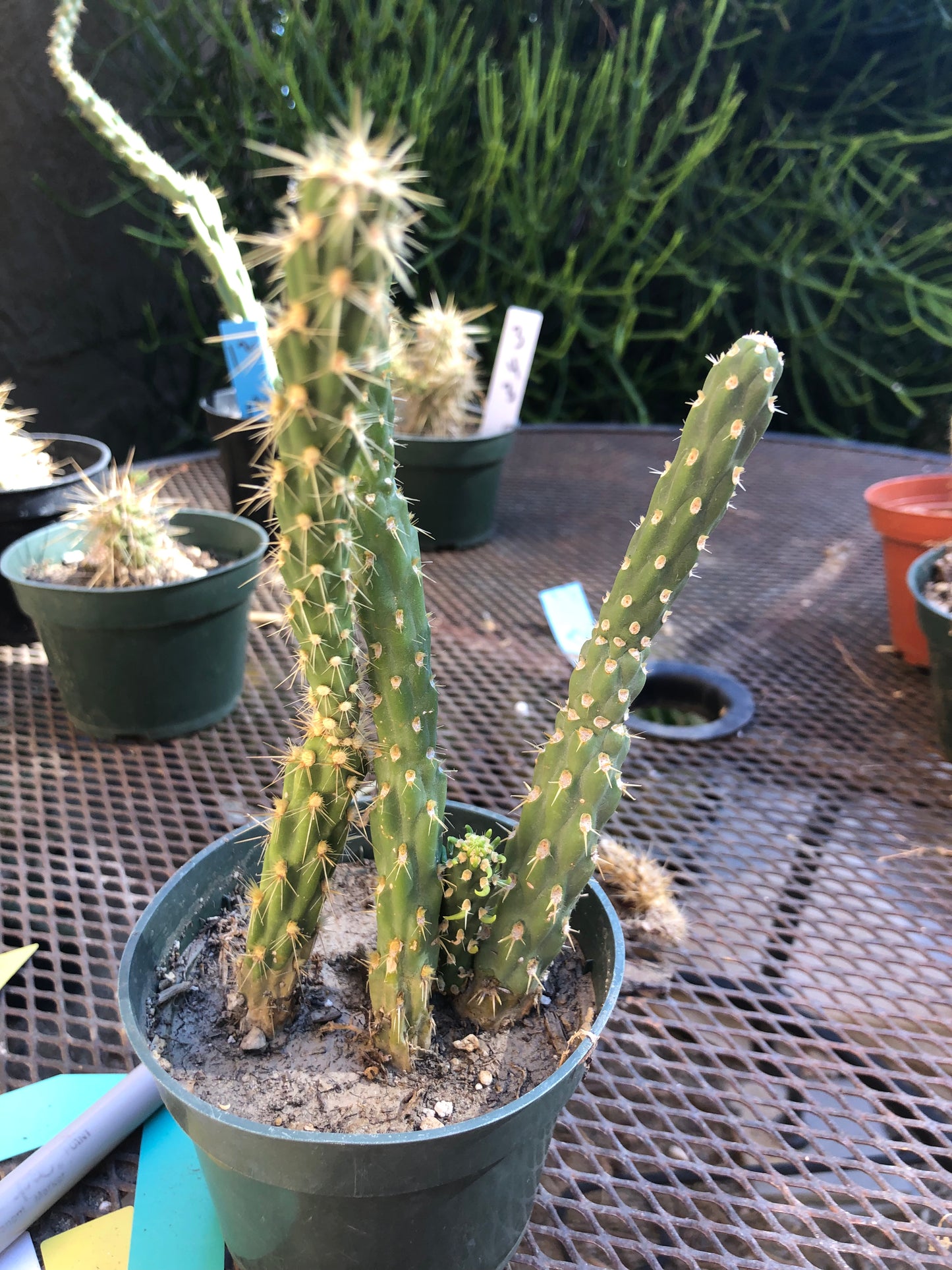 Cylindropuntia imbricata Buckhorn Cholla 7”Tall #71W
