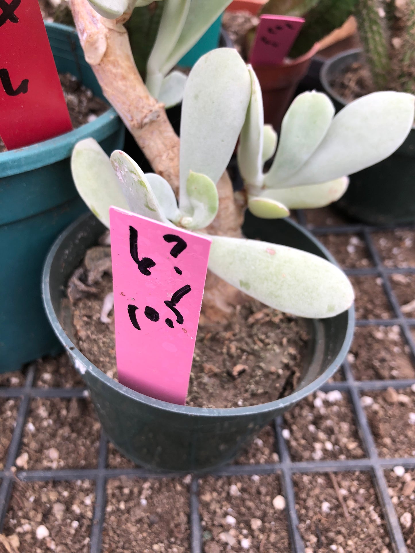 Cotyledon Silver Waves Succulent 10.5"Tall #6P