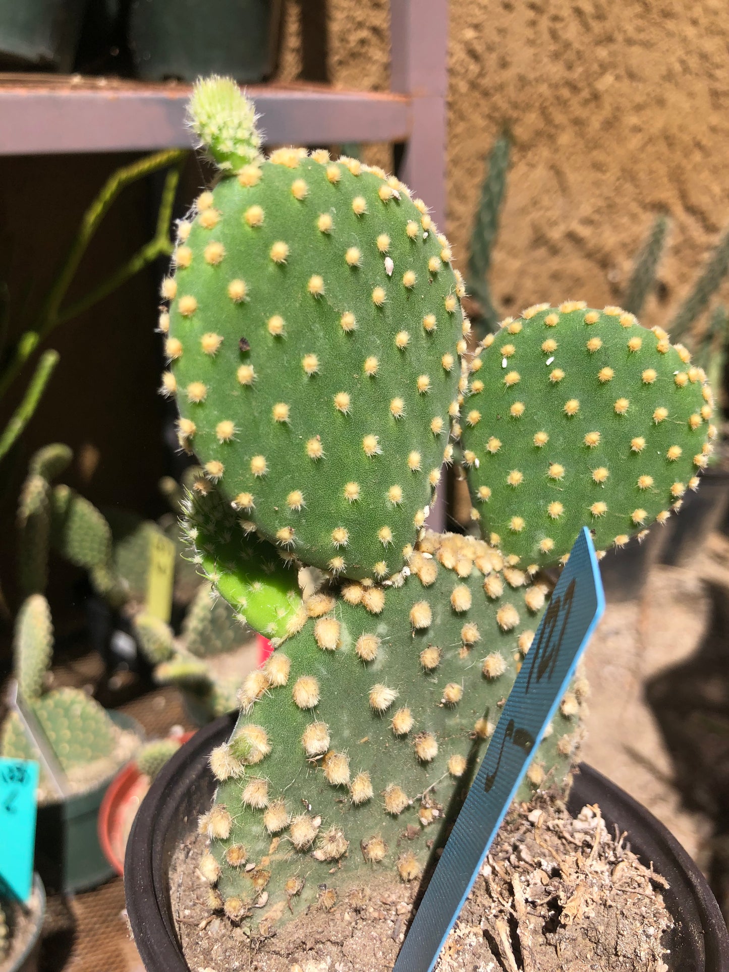 Opuntia microdasys Off White Bunny 5"Tall #127B