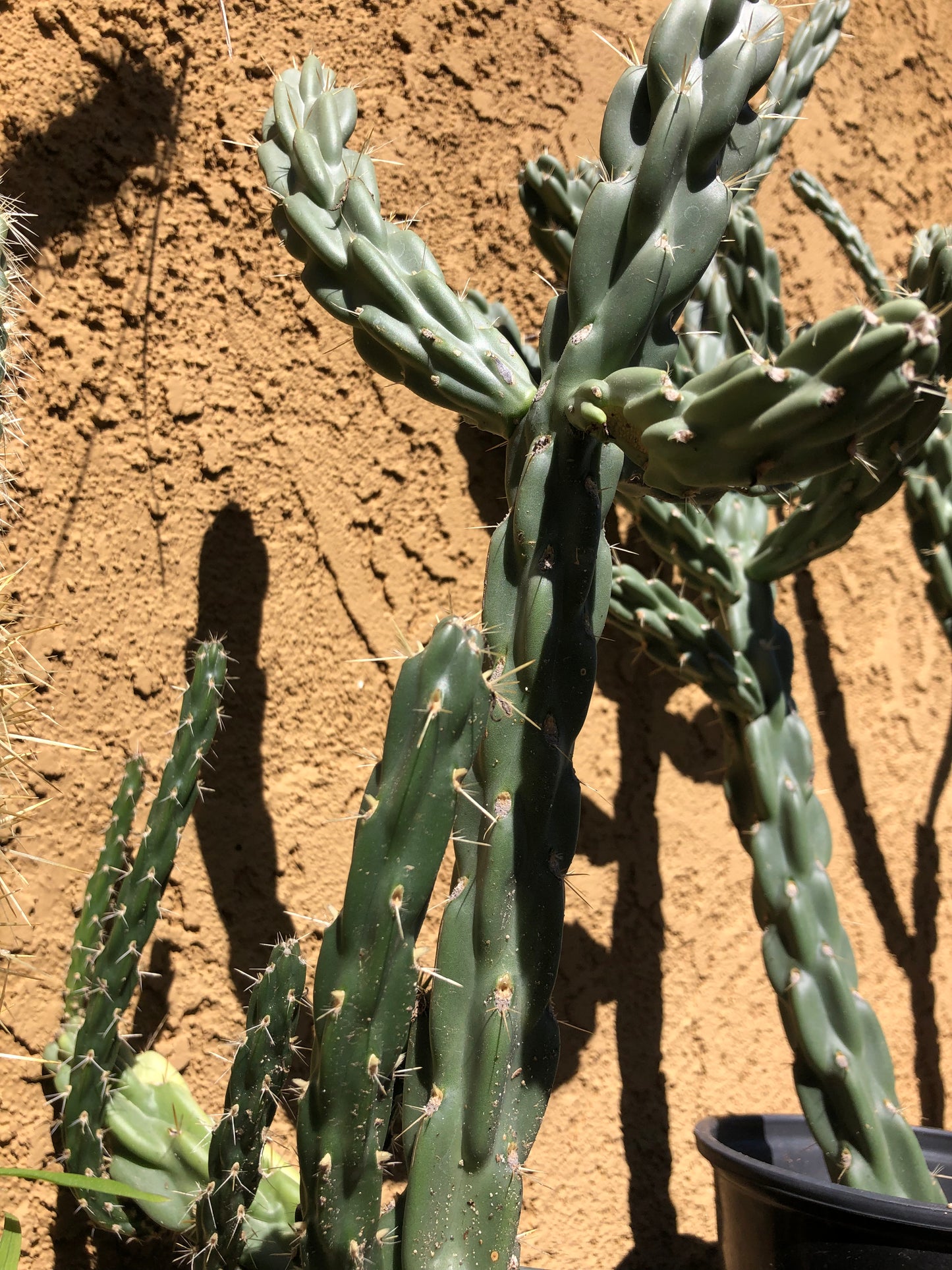 Cylindropuntia imbricata Buckhorn Cholla 16”Tall #5