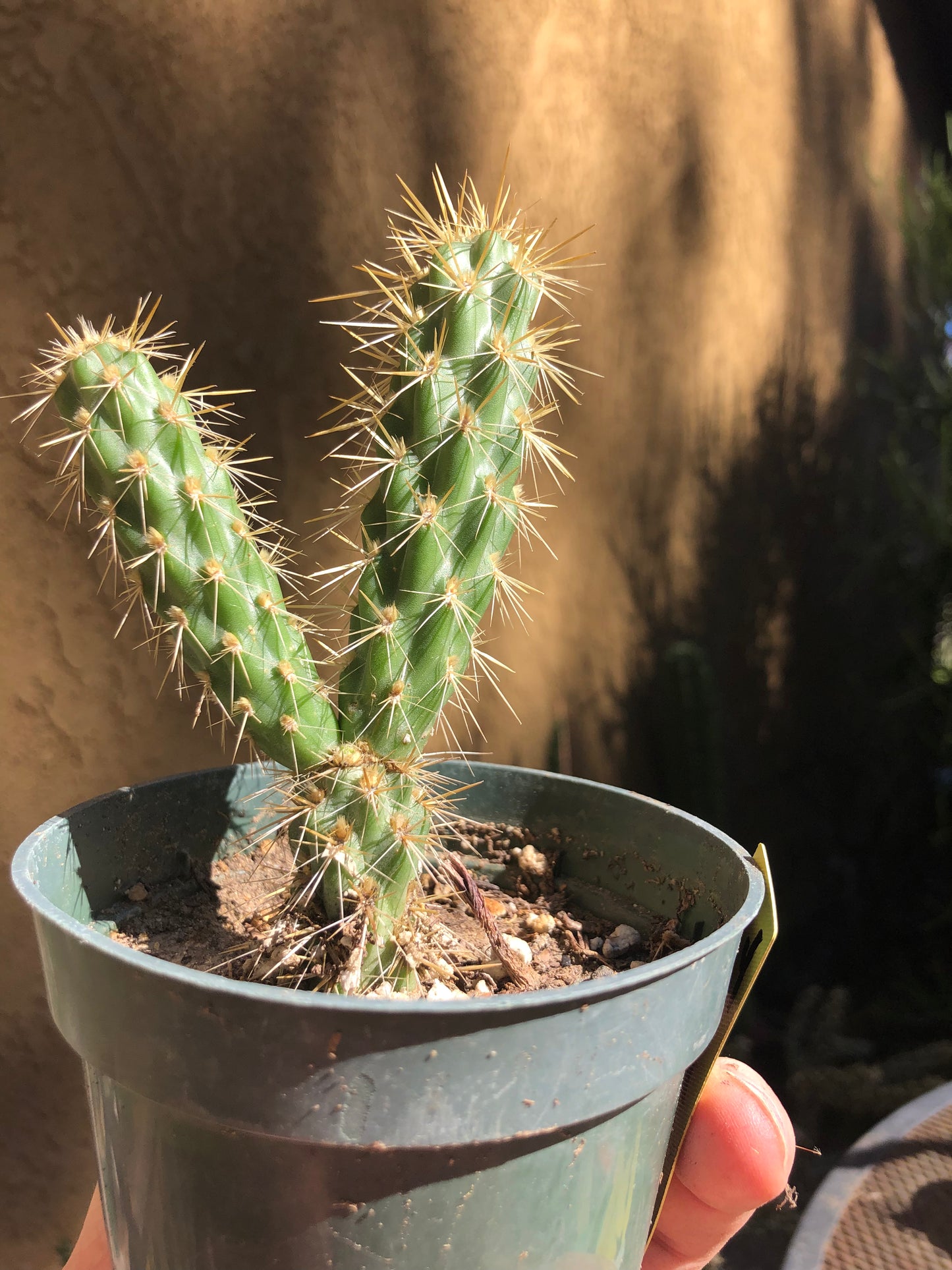 Cylindropuntia imbricata Buckhorn Cholla 4”Tall #44Y
