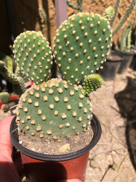 Opuntia microdasys Off White Bunny 5"Tall #127B