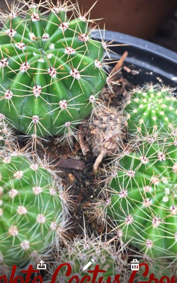 Echinopsis oxygona White Easter Lily 1" Rooted Pup