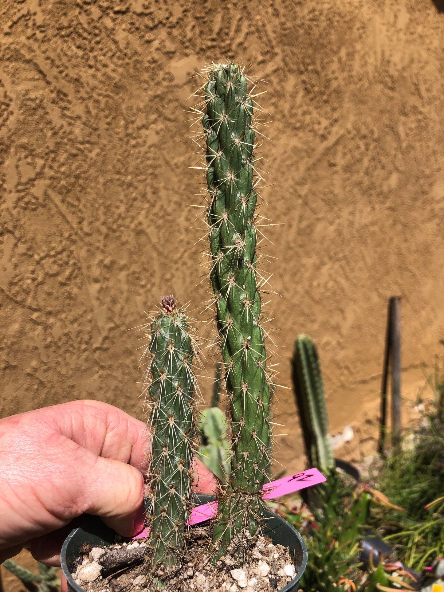 Cholla Cylindropuntia Imbricata Buckhorn 9"Tall #92P