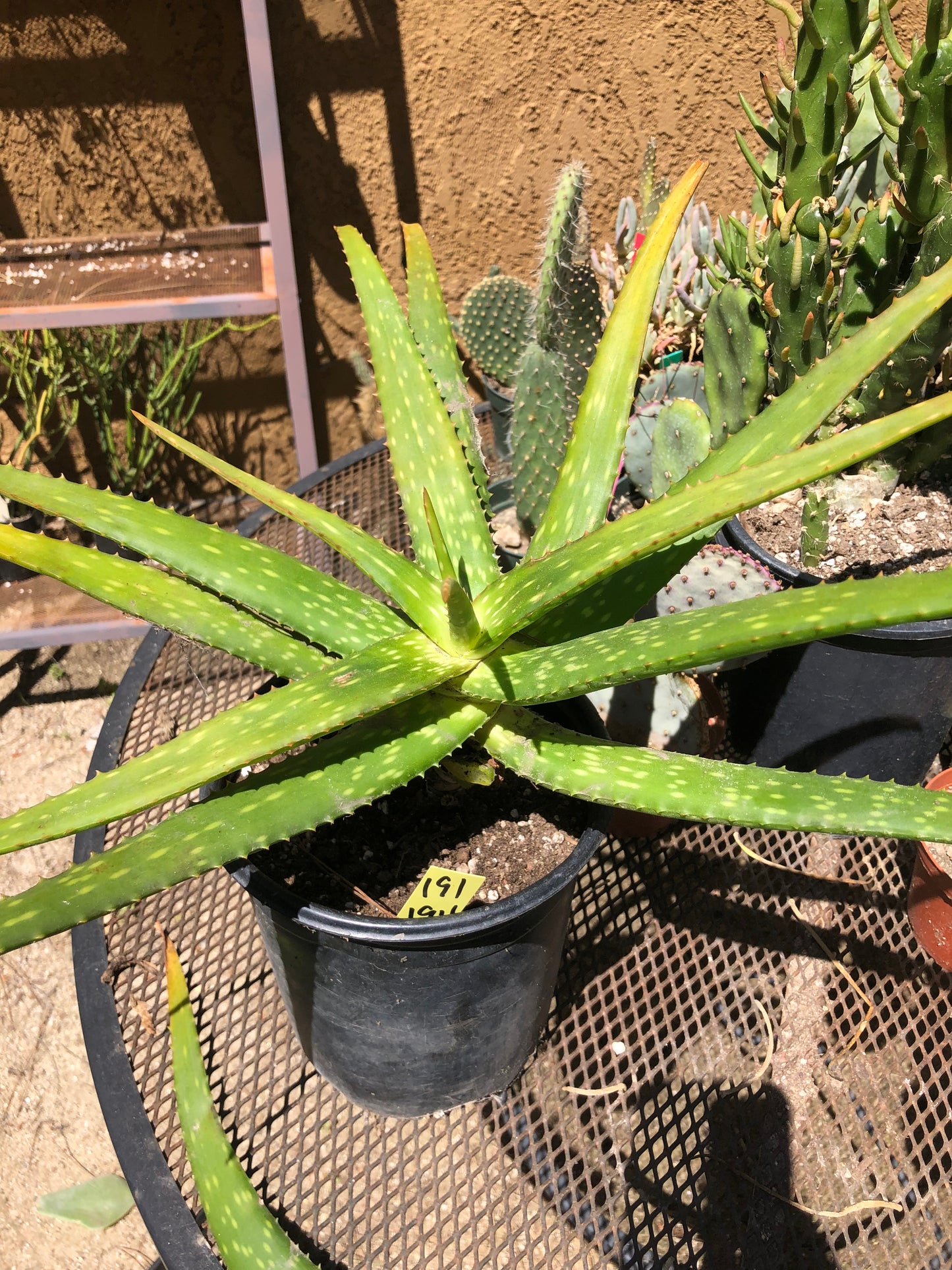 Aloe dorotheae 12" Tall 19" Wide #191Y