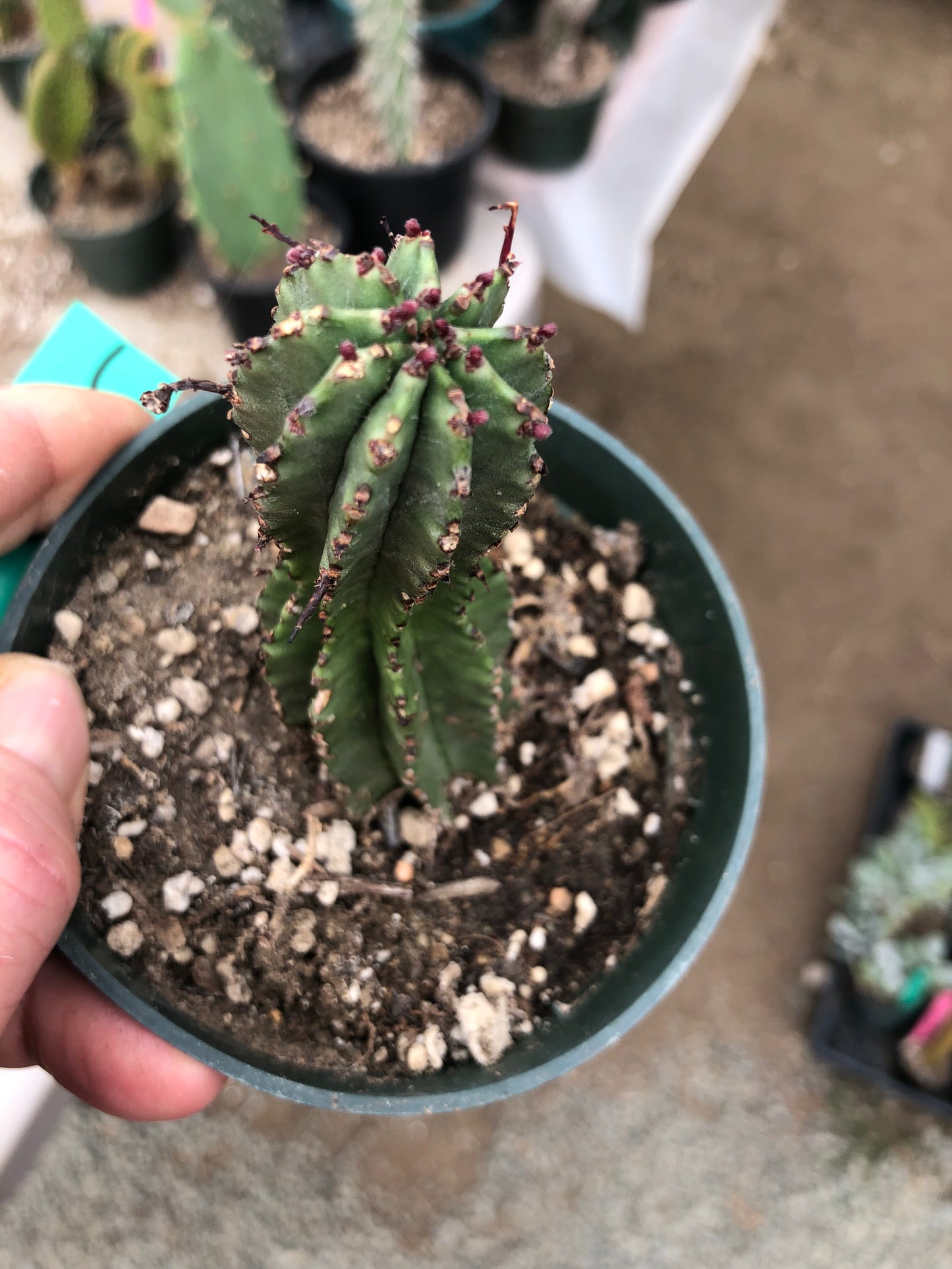 Euphorbia anoplia Green Tanzanian Zipper 3.5"Tall #6G