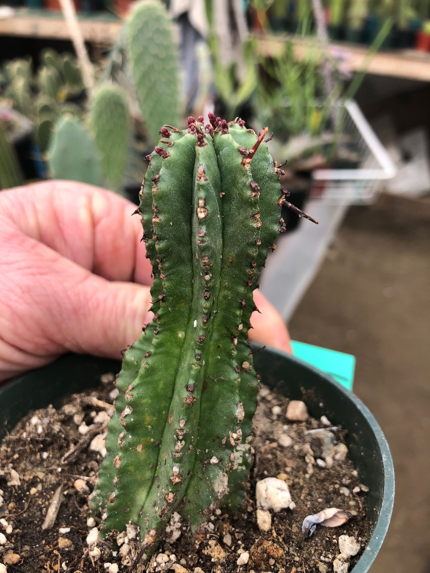 Euphorbia anoplia Green Tanzanian Zipper 3.5"Tall #6G