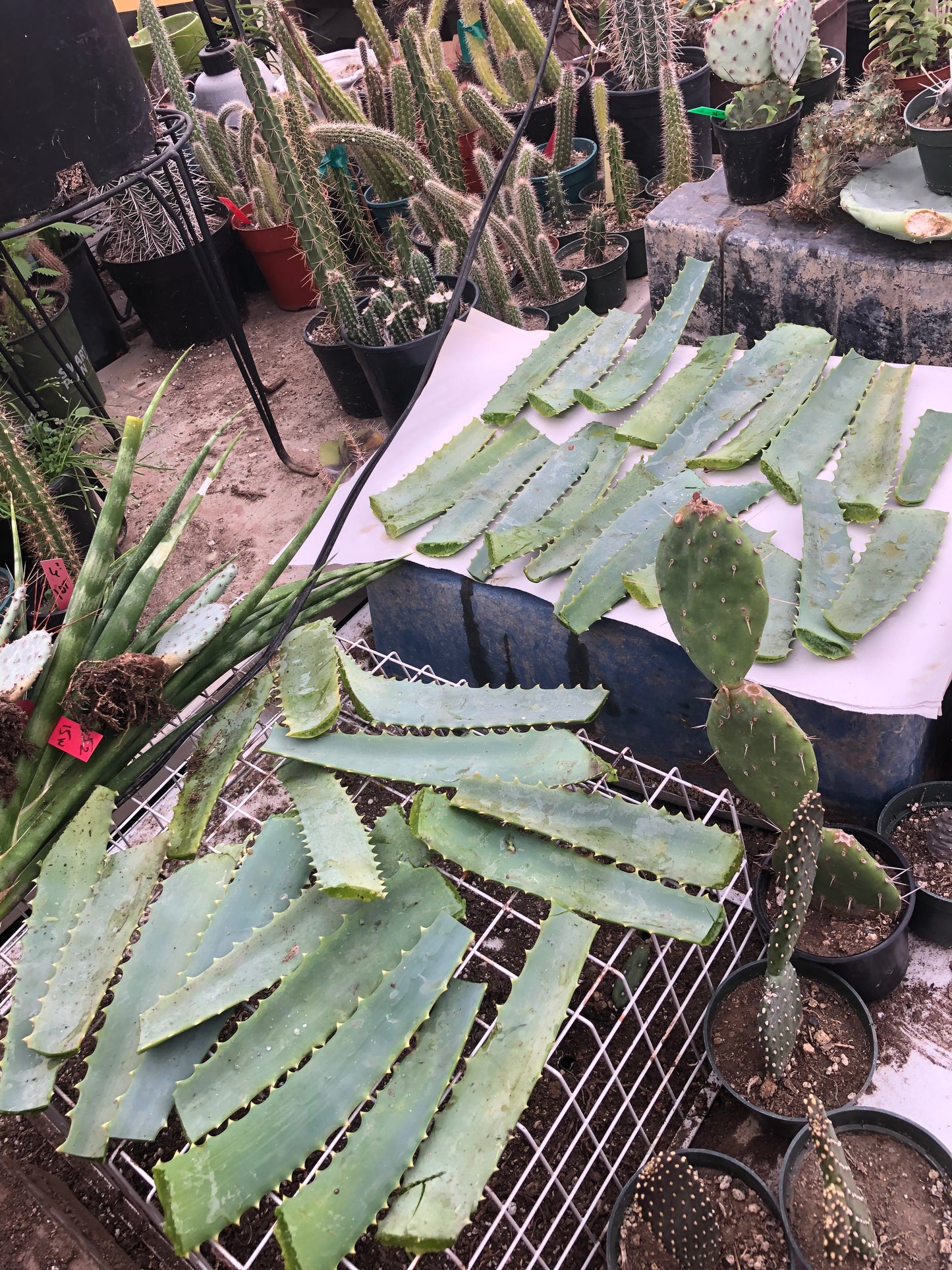 Aloe arborescens leaves 14oz Taken from 10yr Plant Sent out Fresh
