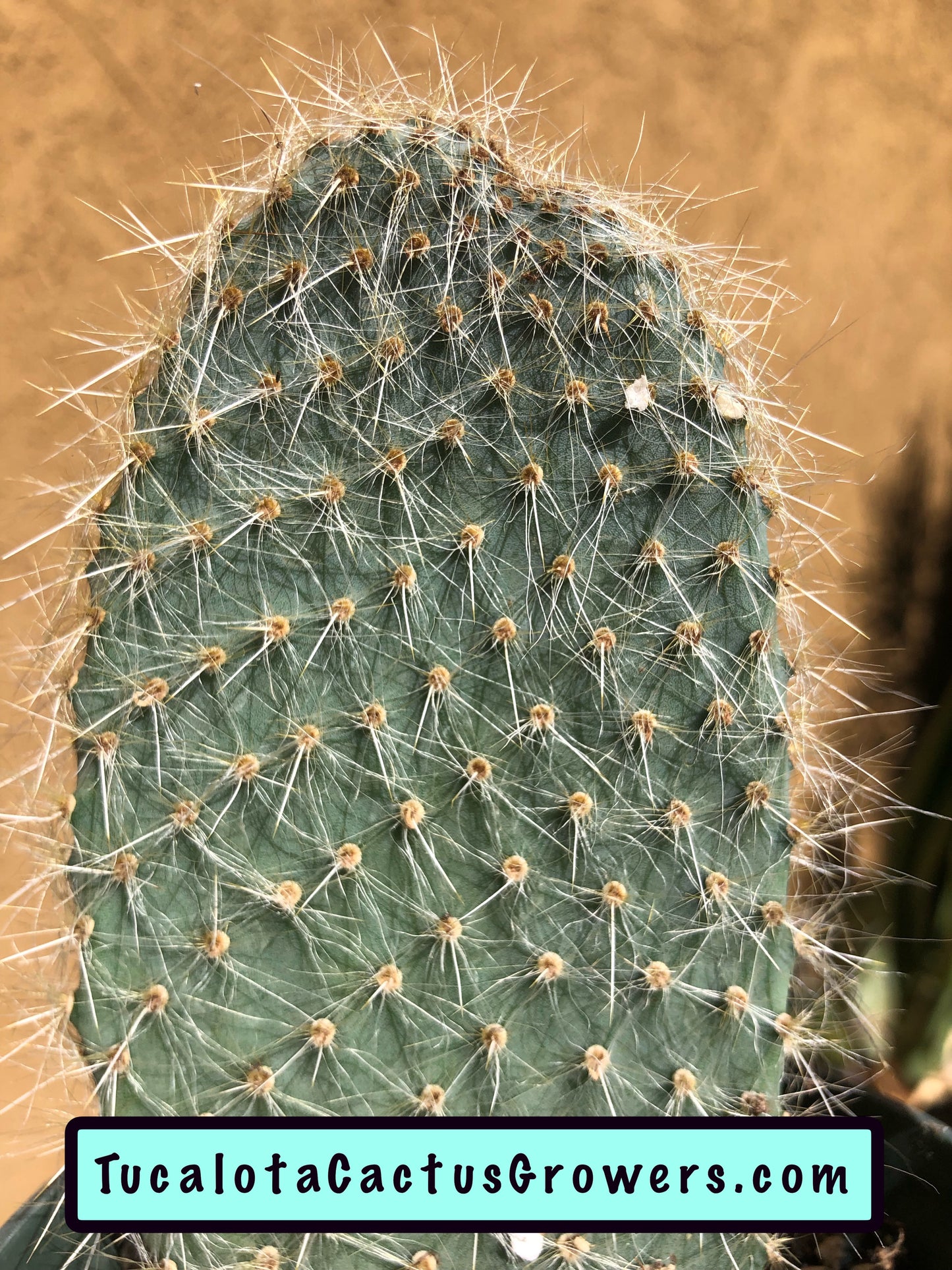 Opuntia pilifera (Cocoche loco)4.5"T 3"W #1G