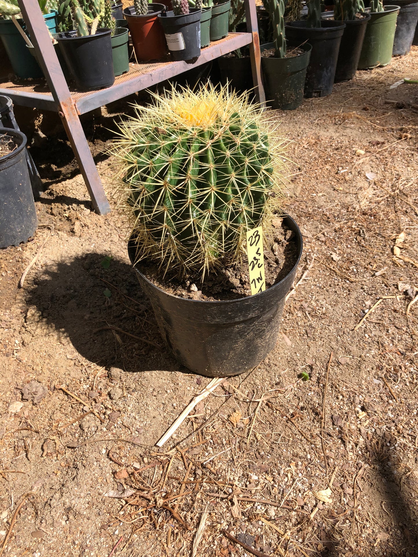 Echinocactus grusonii Golden Barrel 7"Wide #23Y