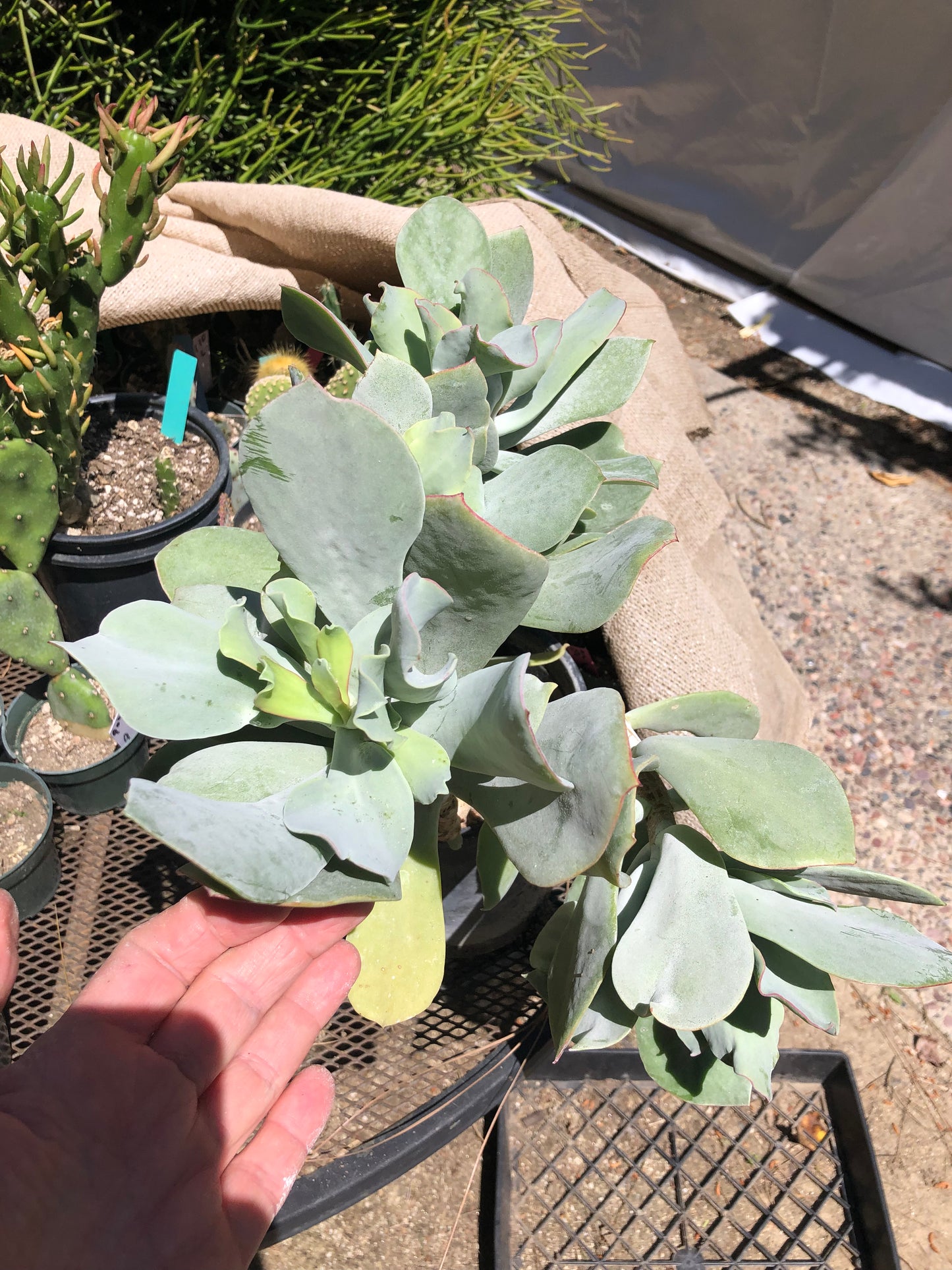 Cotyledon Silver Waves 16"Tall #160B