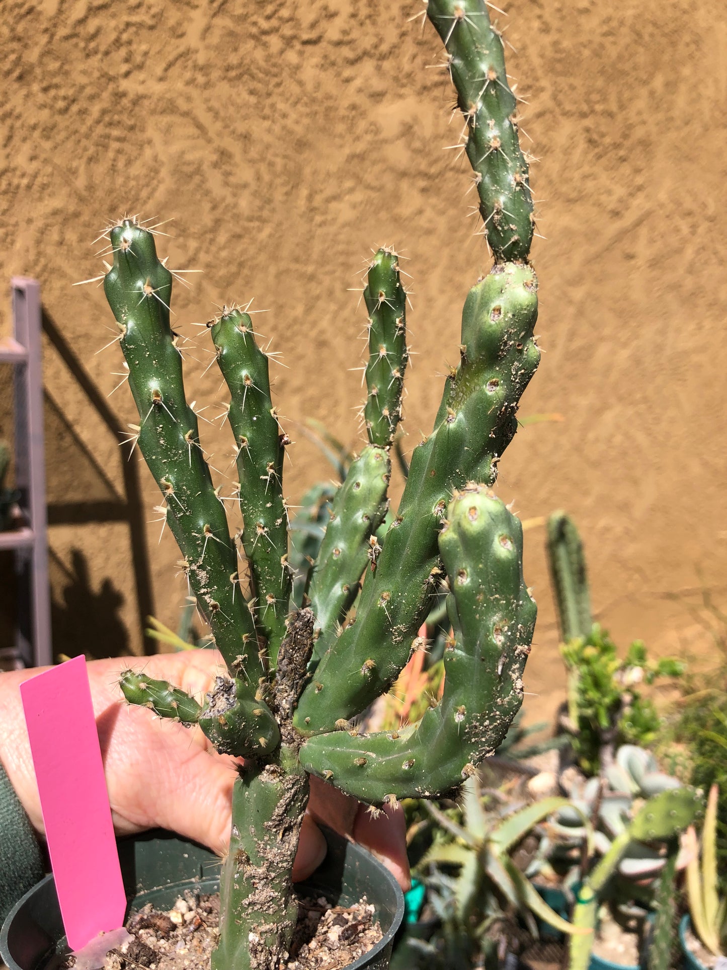 Cylindropuntia imbricata Buckhorn Cholla 10”Tall #4P
